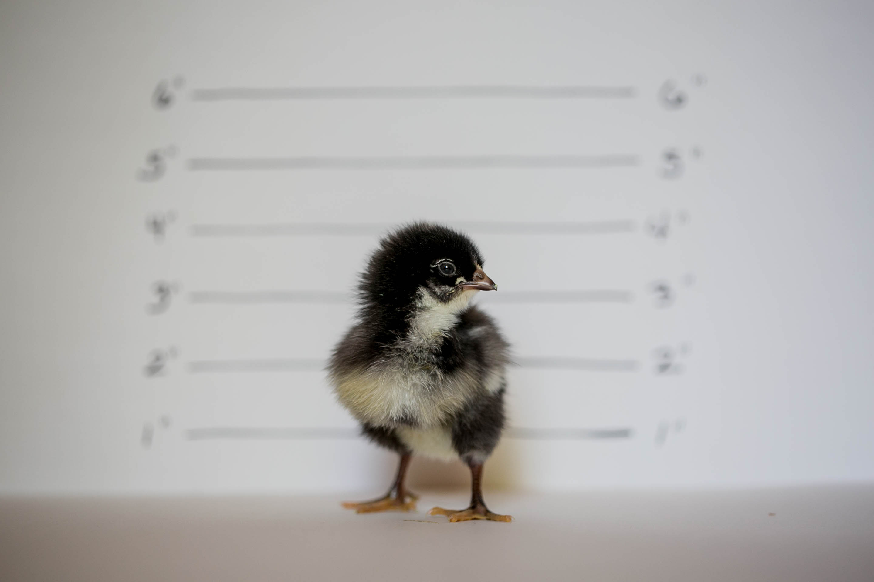 BARRED PLYMOUTH ROCK