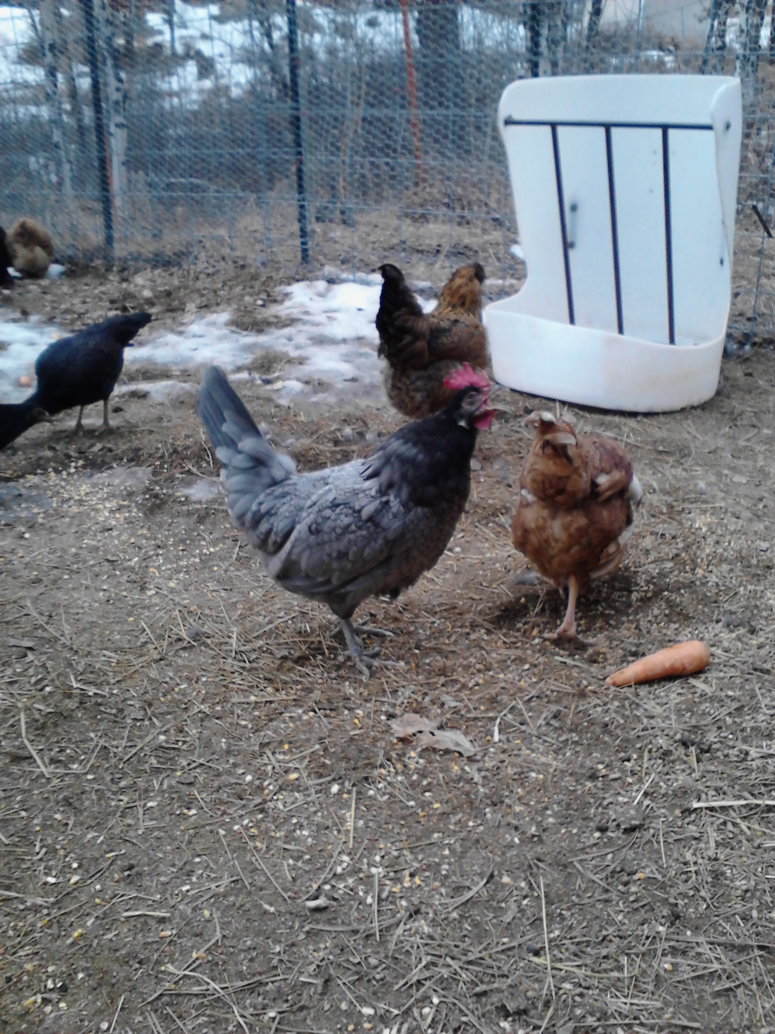 Beauty (gray) Sandy in the front on the right and itchy (my angry chicken when are daughters arent around we add a B to the name lol)