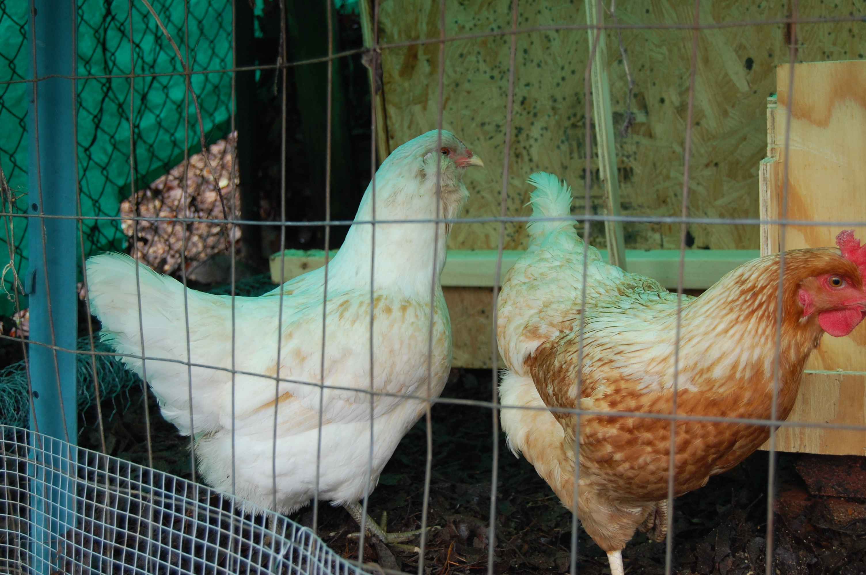 Becky (l)
Queeny (r)
***Chickens with names don't taste good!! - daddy*****
We won't be eating these girls.
Pet cemetery