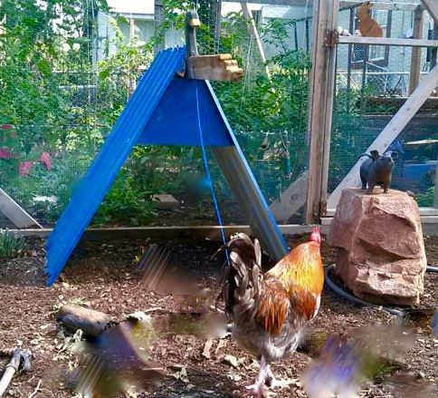 Before I needed a coop I had already built a A frame to tie a rooster to because he would attack me.  No wonder he only cost $8.  Then I built a small coop for the chicks by just using scraps from past projects.  I incorporated these into the final coop by using the Blue tin for the top and making the small coop into a nest box. I have a sliding glass on the nest box which is fun because it is so easy to check for eggs.