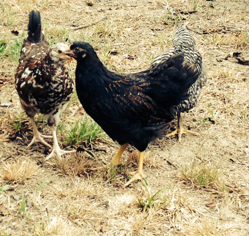 Betty (Barnevelder) and Sweetums(speckled sussex) at 9 weeks old