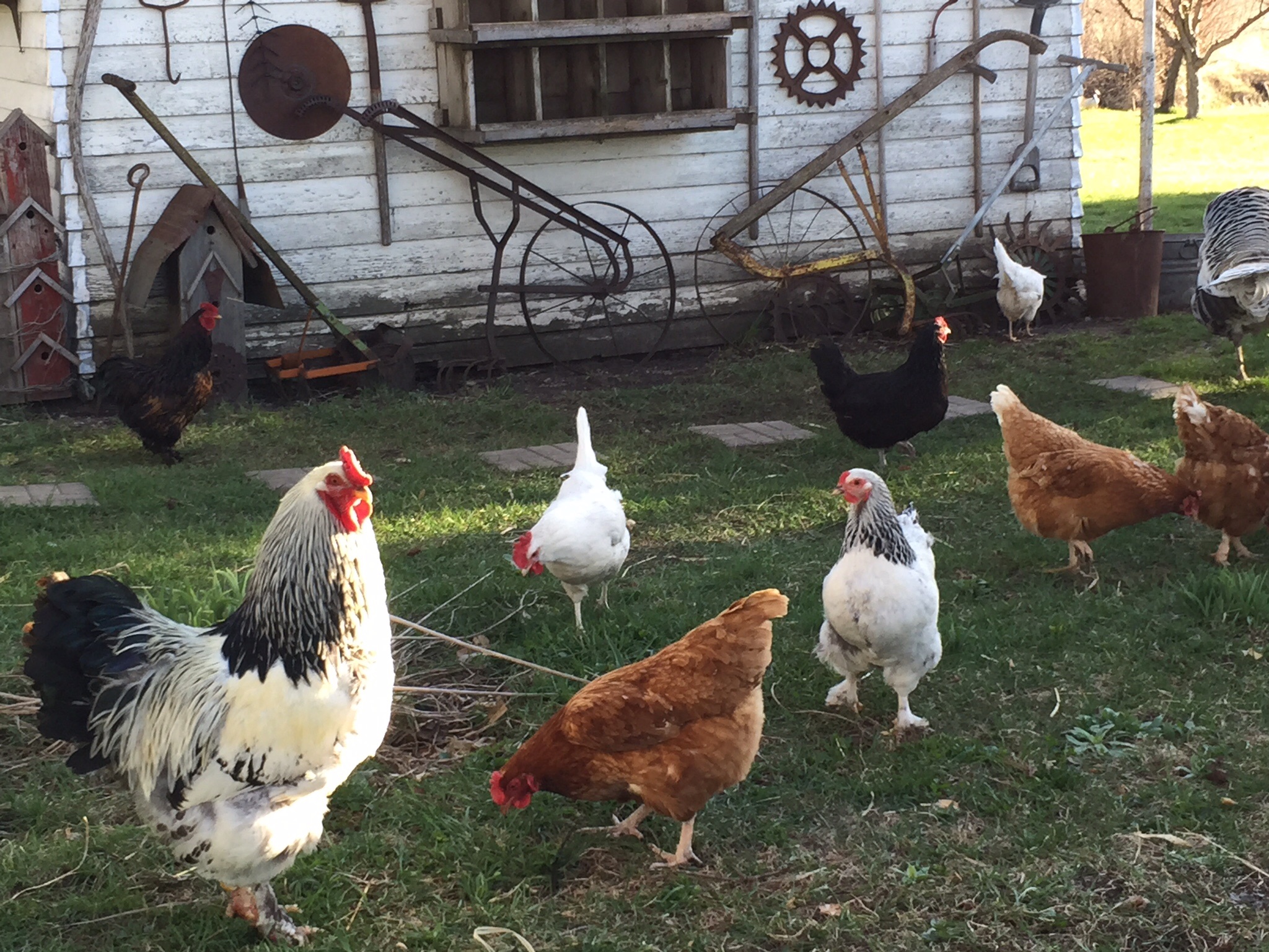 Big brahma rooster and his girls