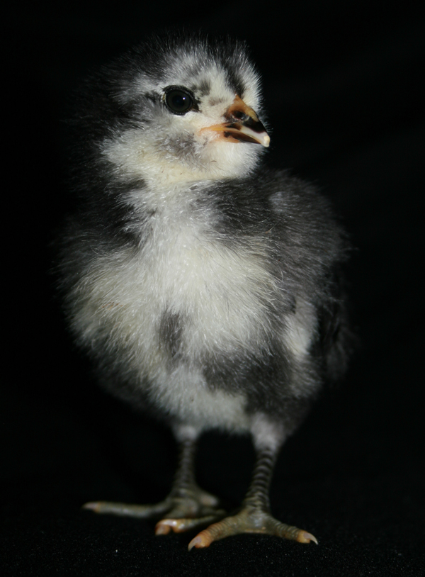 Black Ameraucana chick - 5 days old