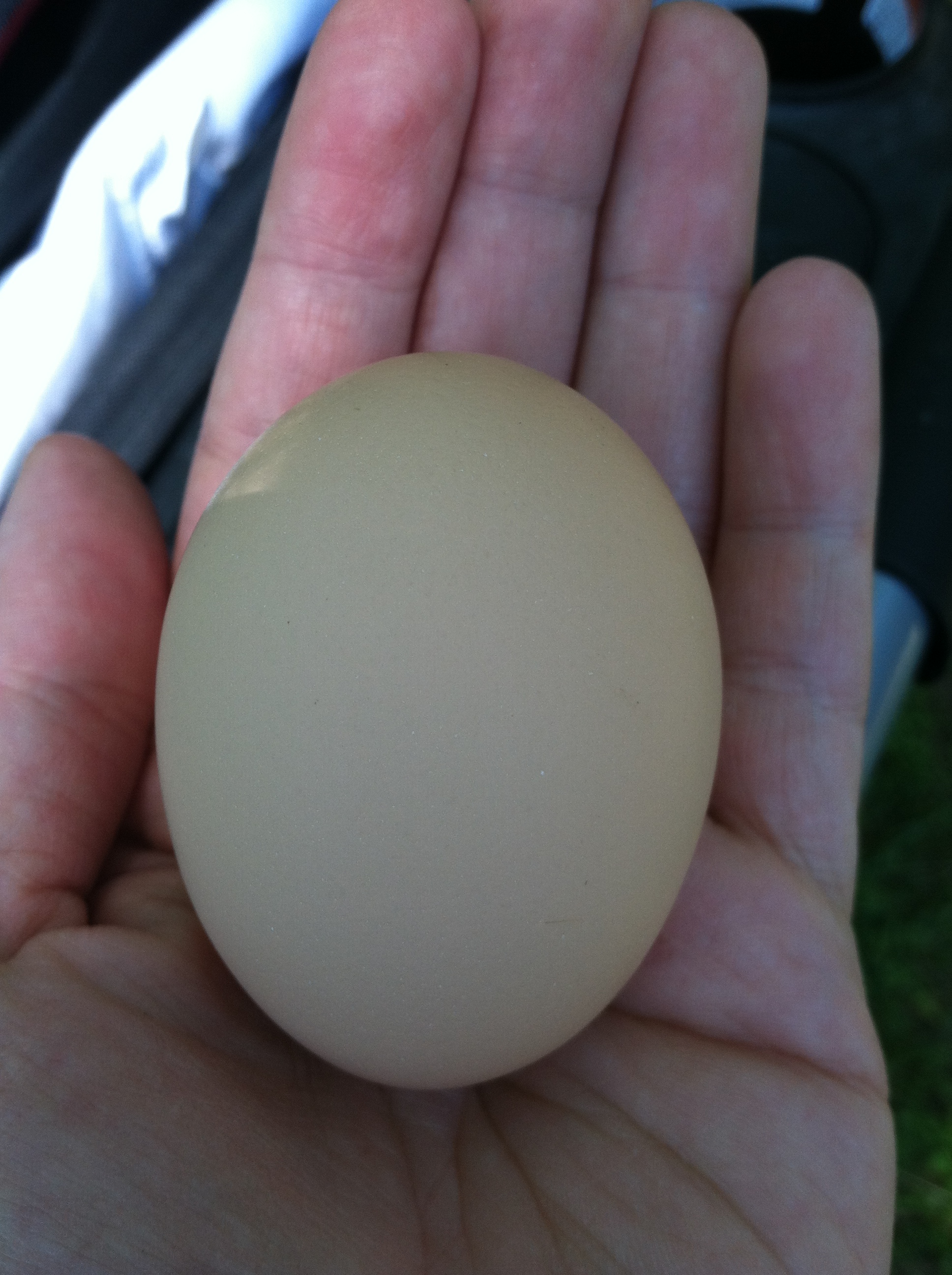 Black Australorp egg