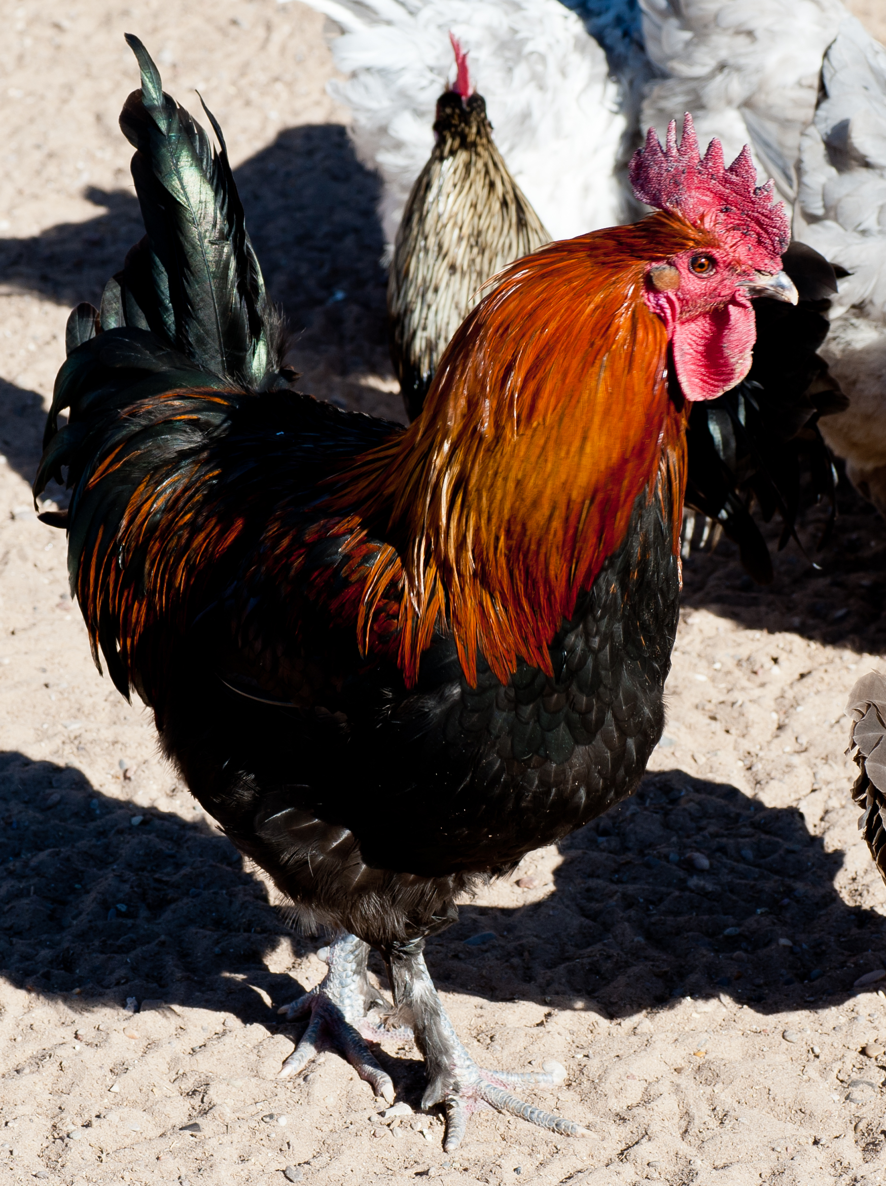 Black Copper rooster