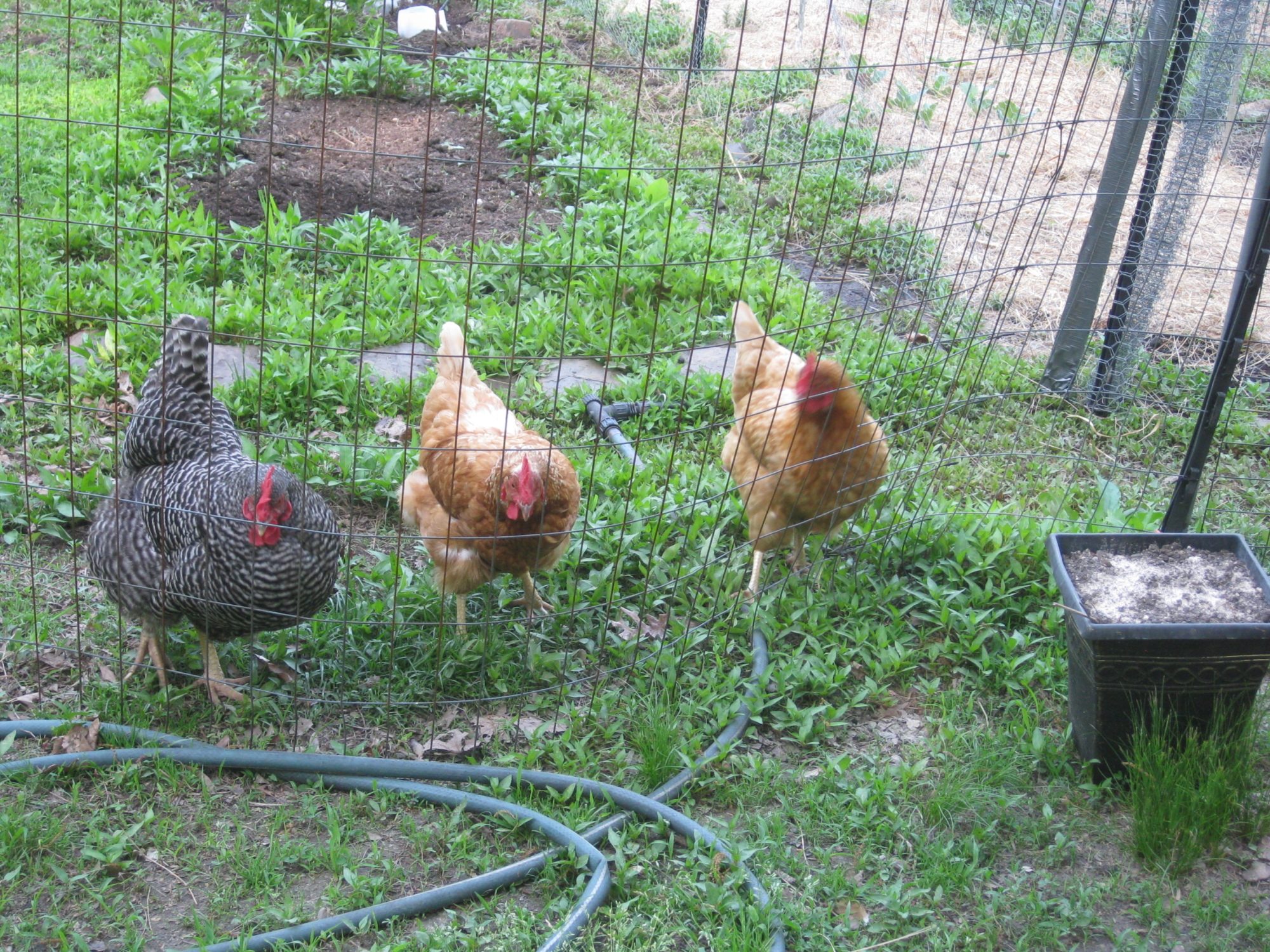 Black one is a Barred Plymouth Rock