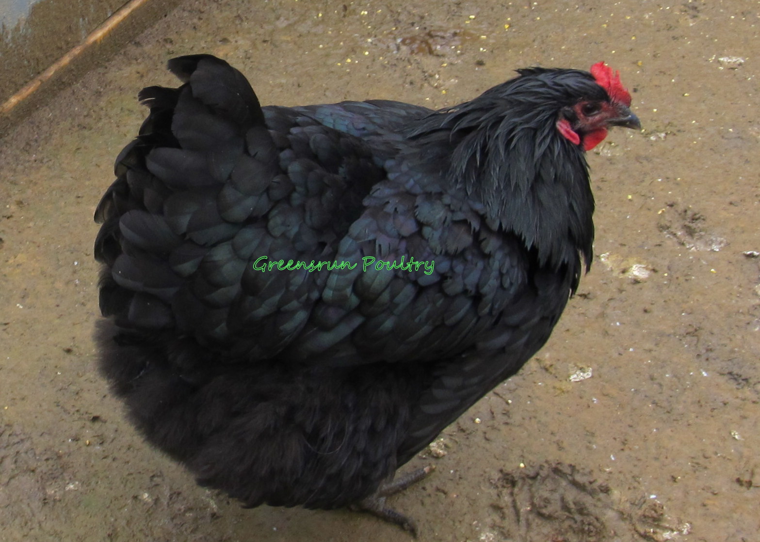Black Orpington Hen (split to Lavender)