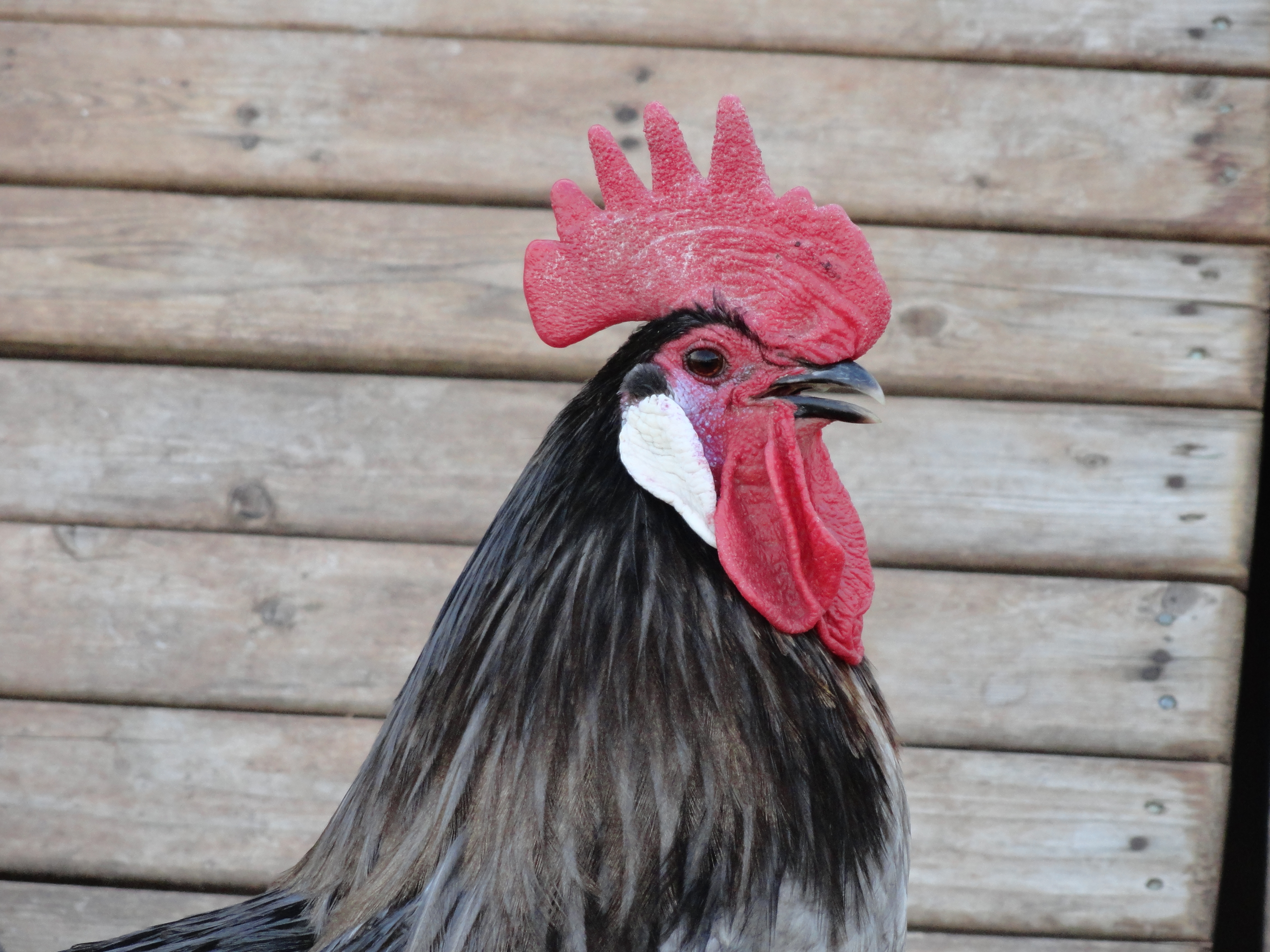 Blue Andausian Rooster "Alejandro"