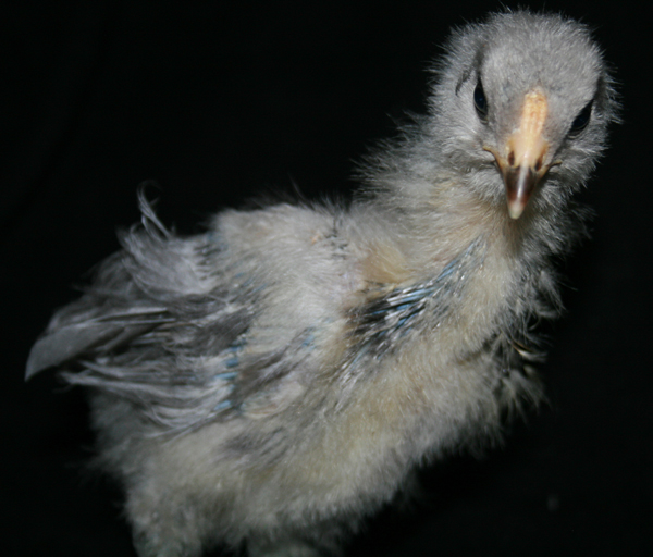 Blue Silkied Ameraucana chick - 4 weeks old