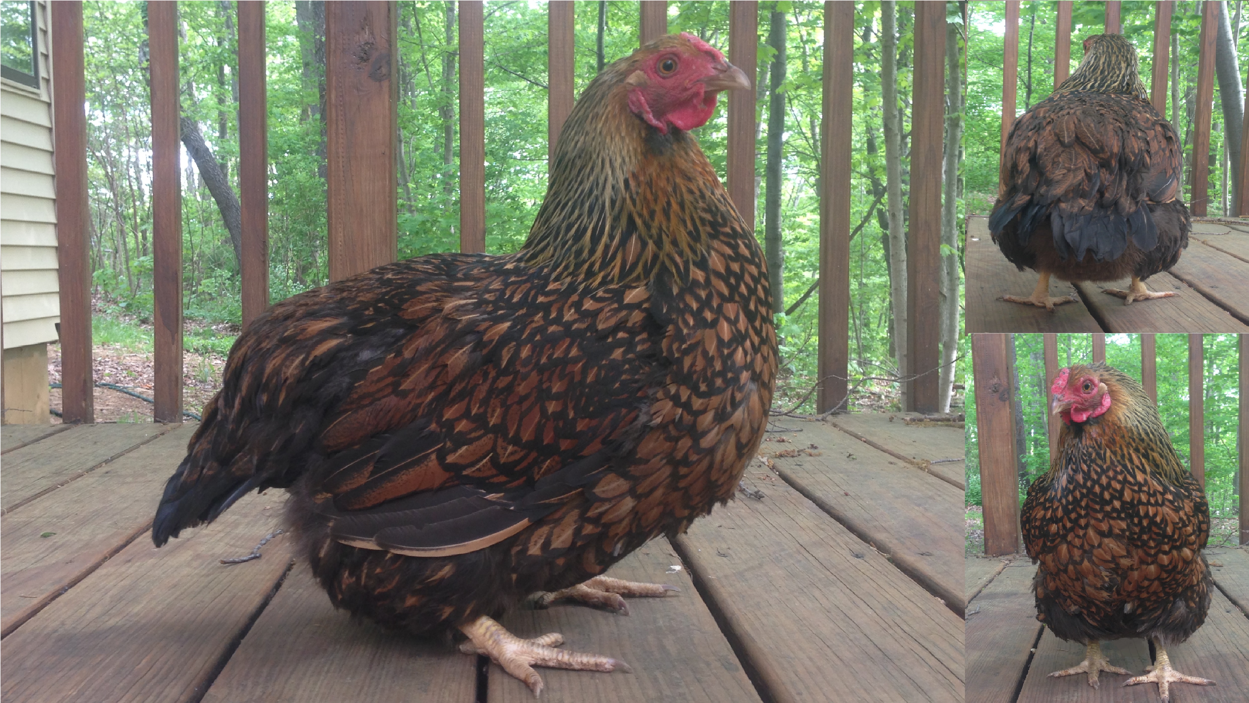 Bonnie, my golden-laced Wyandotte hen, posing for some pictures for a school project.