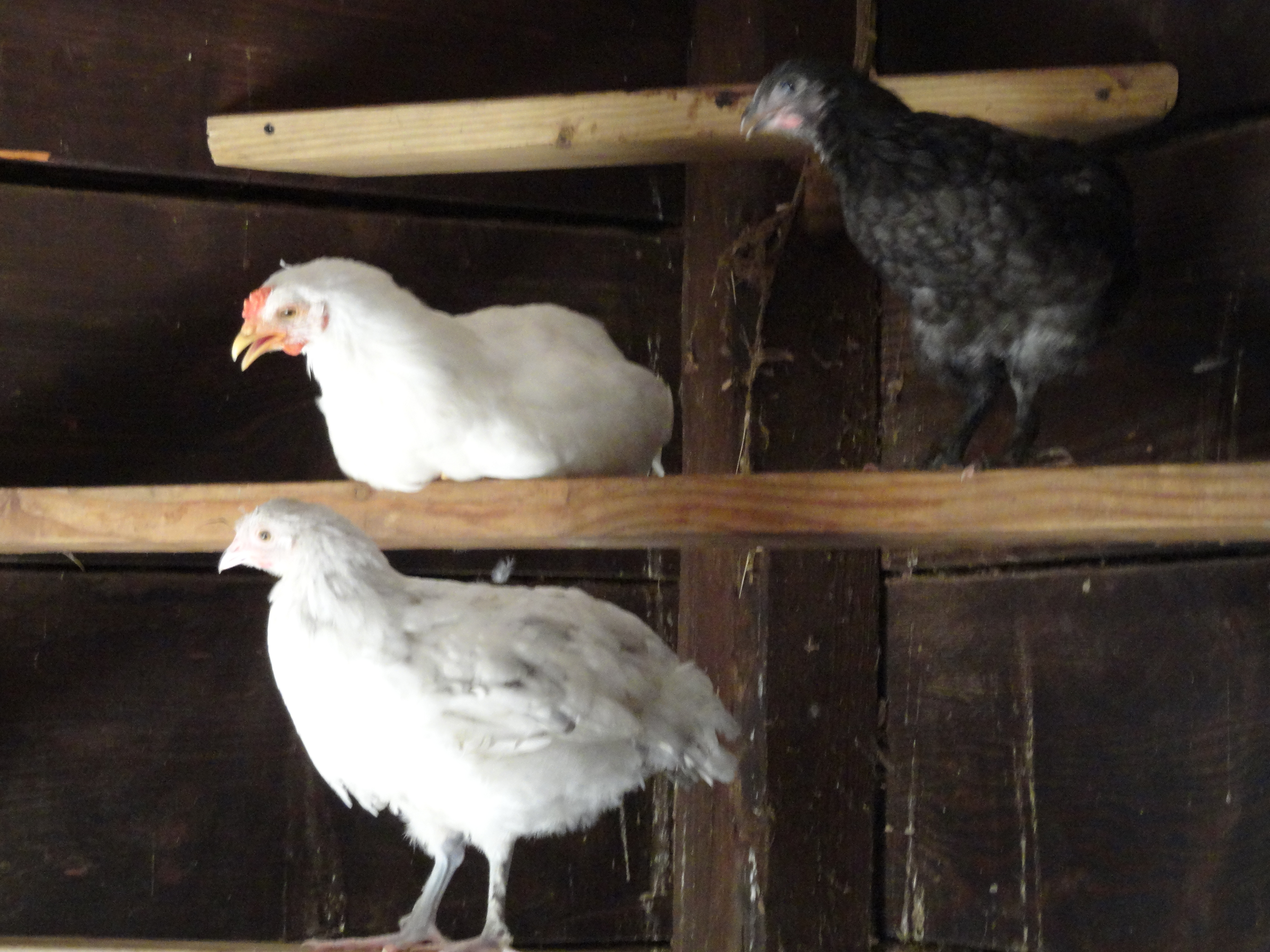 Bottom to Top Juvenile Chickens: Spalsh Marans "Aurora"; Olive Egger Rooster "Joseph" and top: blue Marans hen "Tatonka"