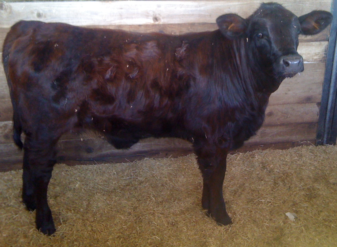 Brangus heifer named Nicky born 8-12-11