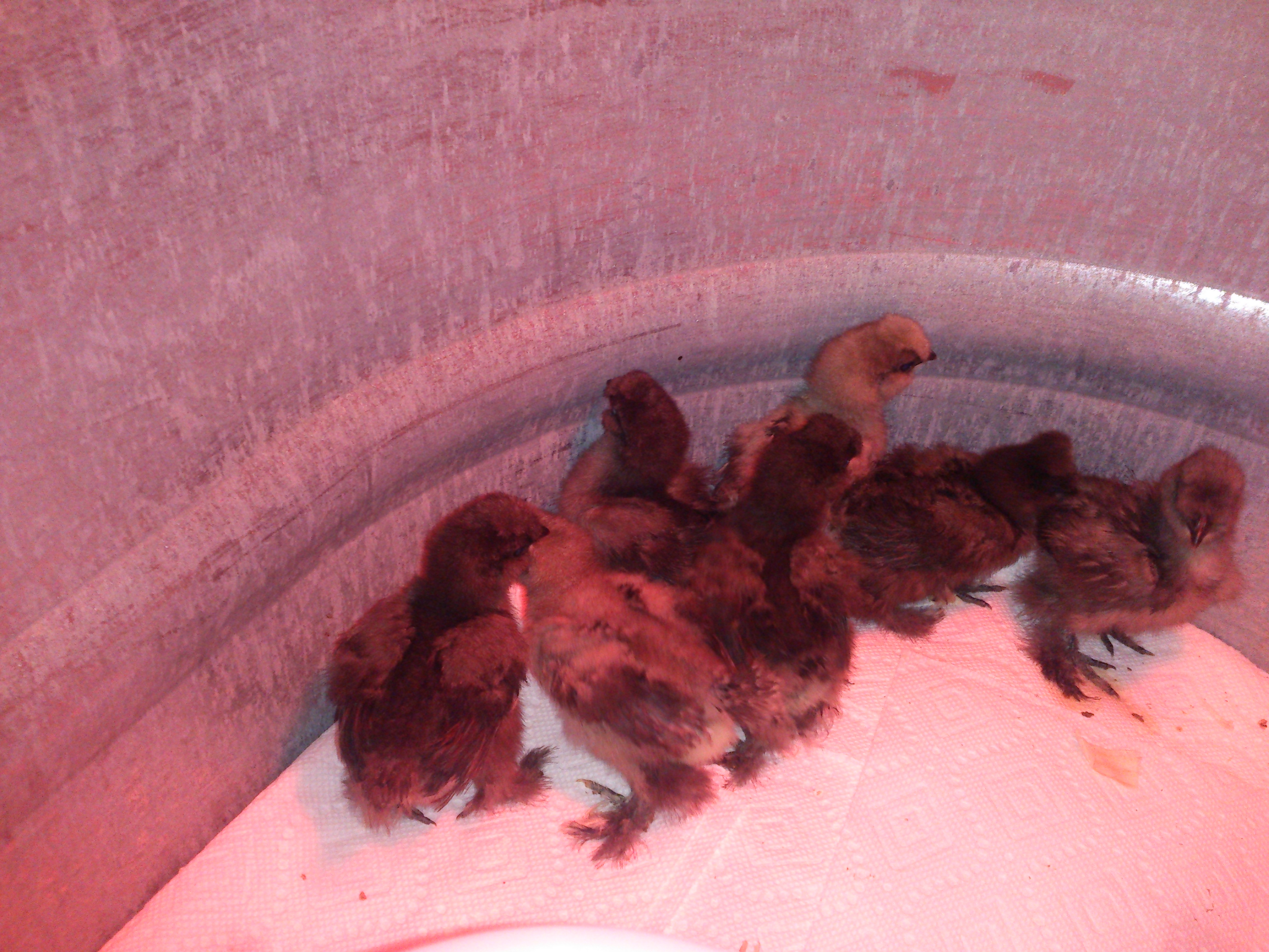 Breeder said chicks were anywhere between 5-7 days old with 1 being between 2-3 weeks old.