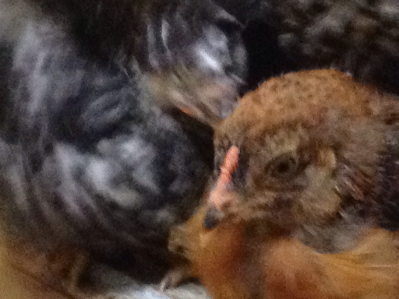 Brown #1, rooster or hen? Ameraucana or EE? comb photo, 5 weeks old, 1st chickens