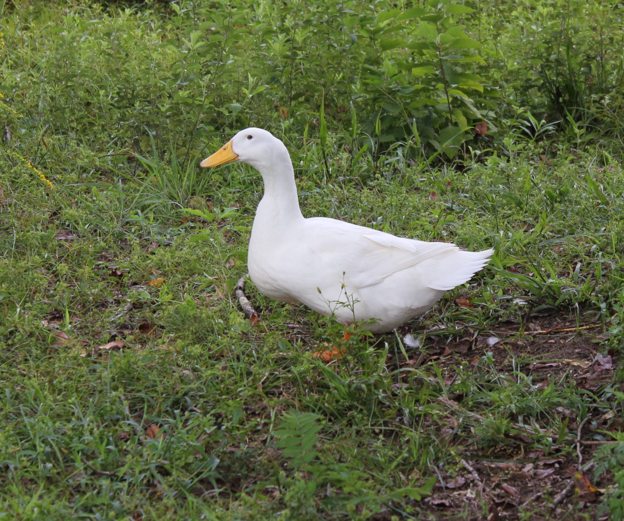 Bruno is the only female duck I have at the moment. She is very demanding of the drakes. If the drakes aren't following everywhere she goes, she will stop and call to them loudly. Once they start following she happily continues to wherever she is going.
