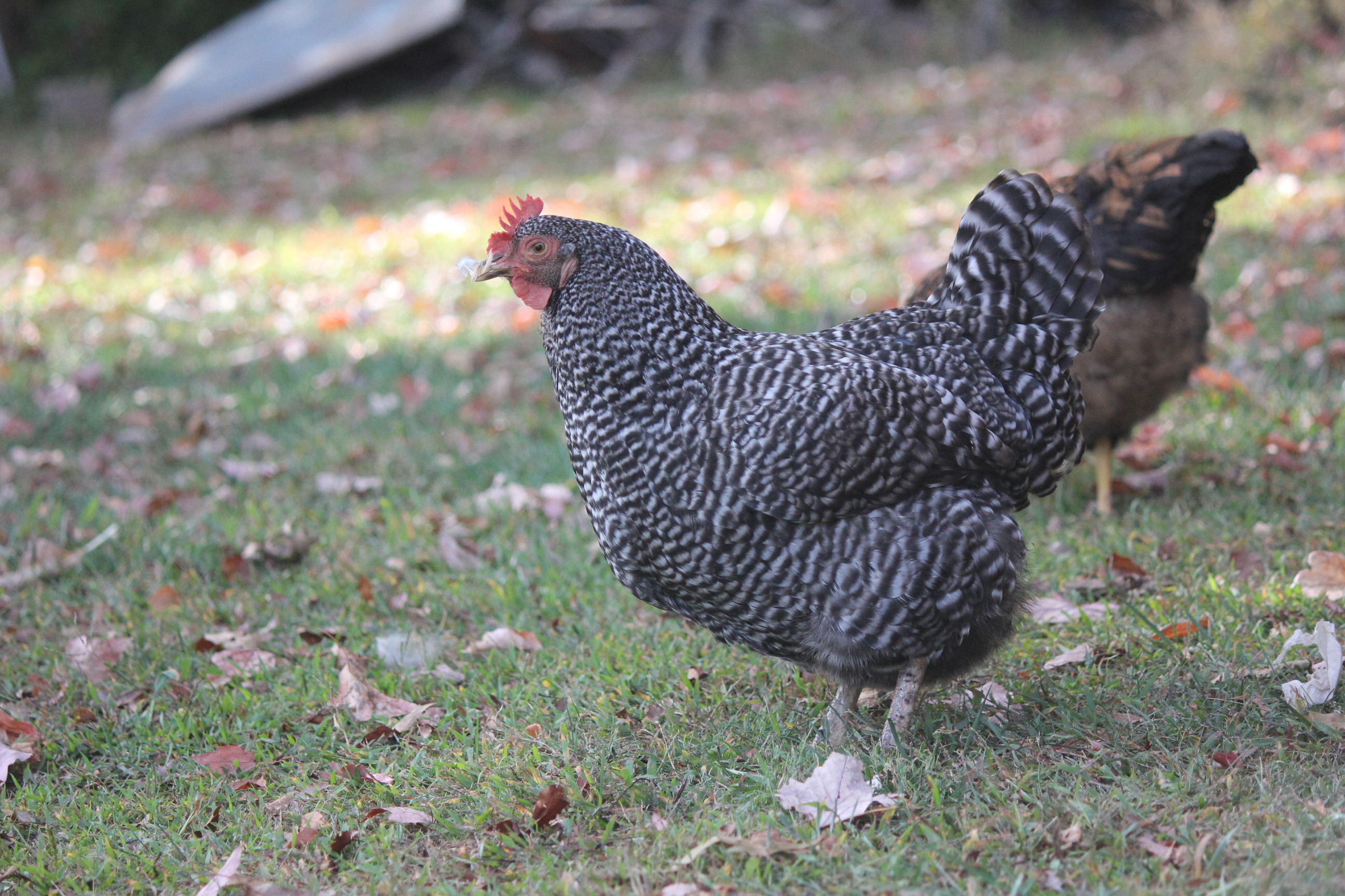 Bubbles- Barred Plymouth Rock