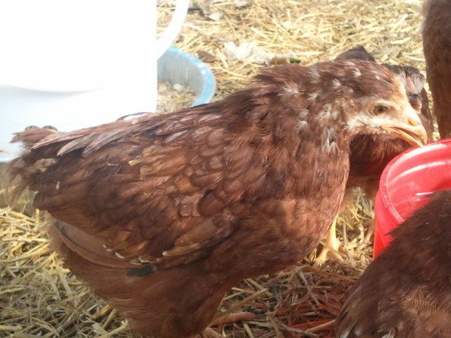 Buckeye Chick 2, nine weeks old