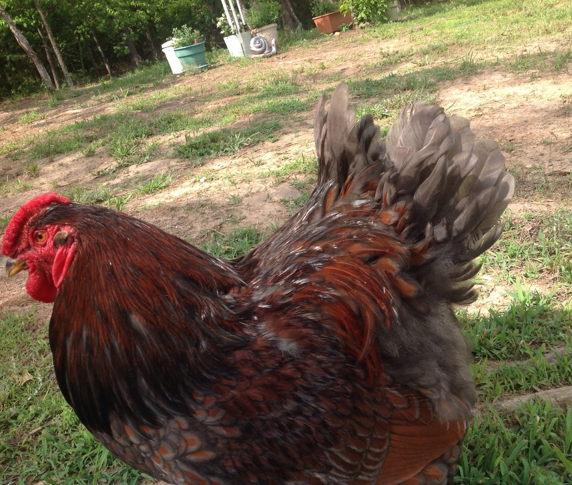 Butch.  My Blue Laced Red Wyandotte
