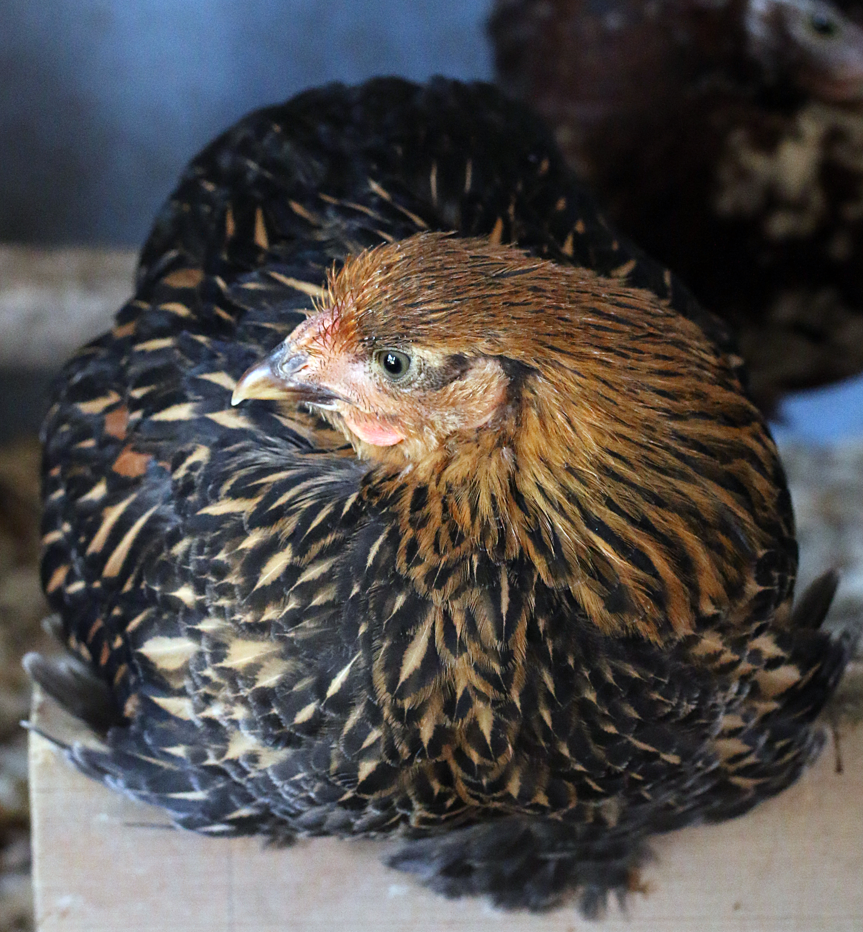Cagney, Golden Laced Wyandotte