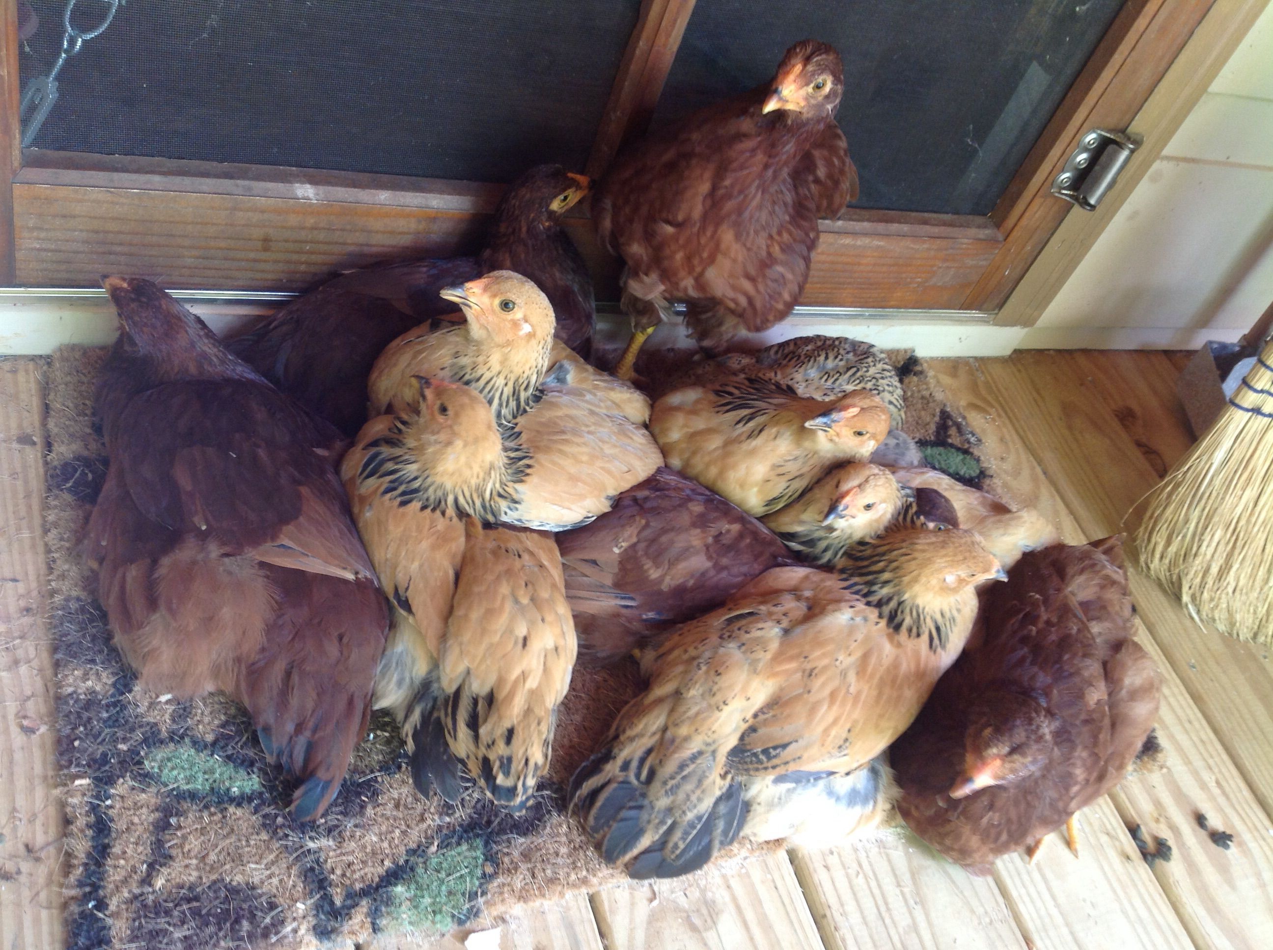 Can anyone tell me if these are hens or roosters from this photo?  They are buff brahmas and Buckeyes. I have read several things but I cannot determine.  They are almost four months old.  What is the best photo angle to take a picture for anyone to tell?  To me they all look like hens but it was a straight run purchase and I cannot imagine that they would all be hens