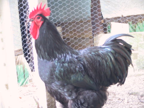 Champio Black Australorp cock 2010