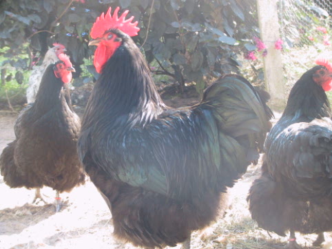 Champion  Black Australorp cock  2006