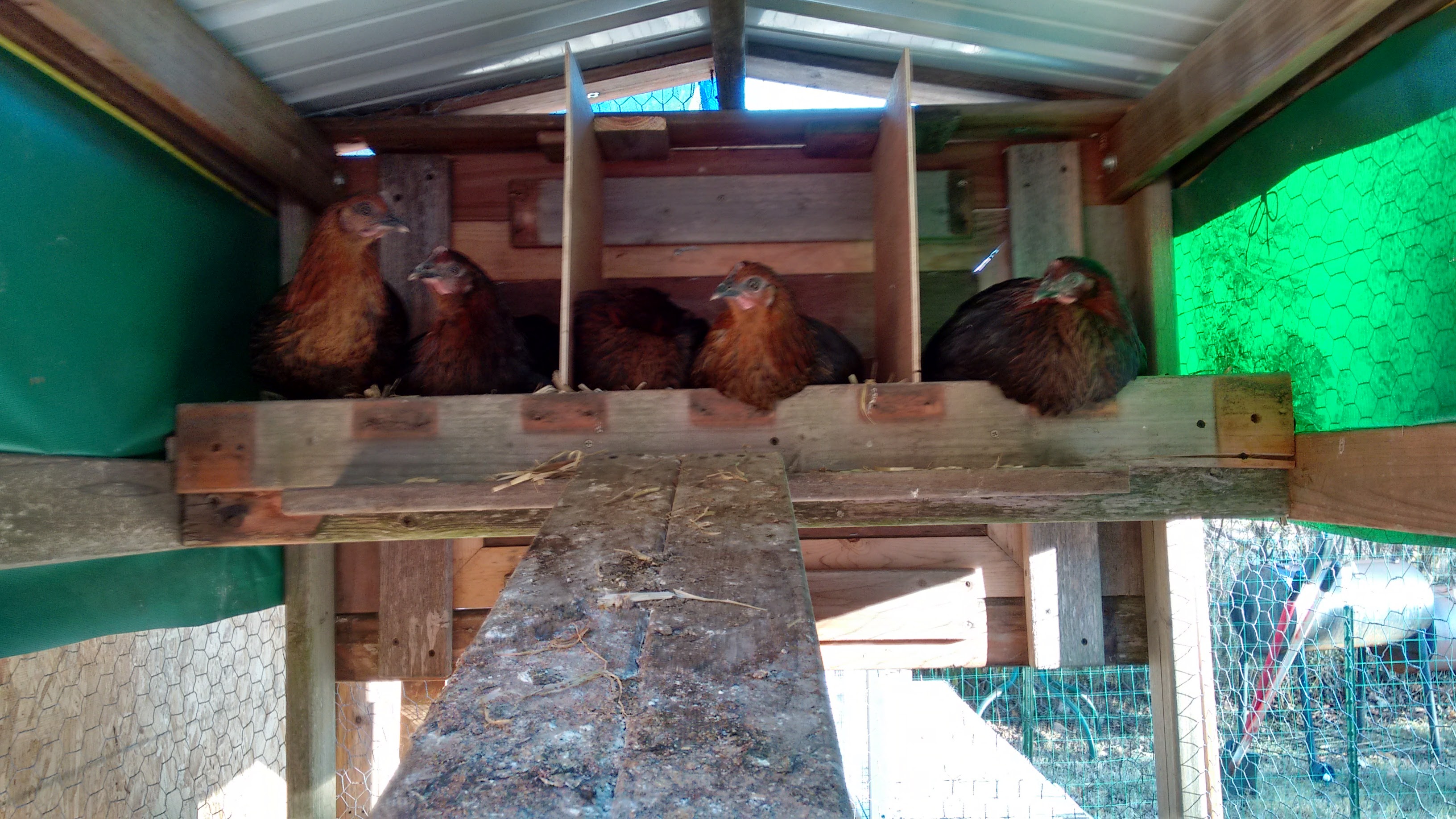 Checking out the sleeping arrangements.  This coop was moved off the ground and attached to the 'hen house'.