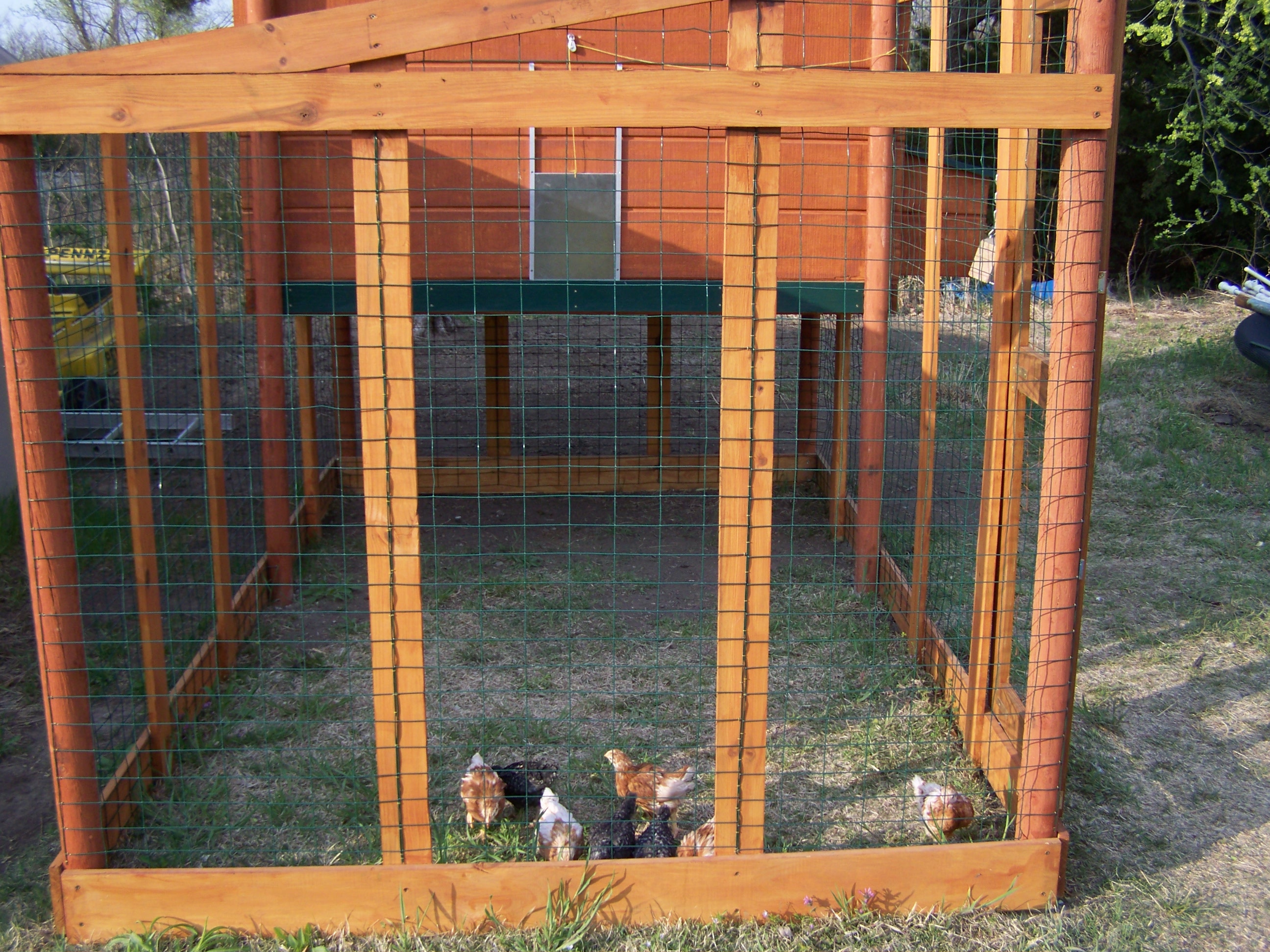 Checking out their new coop!
