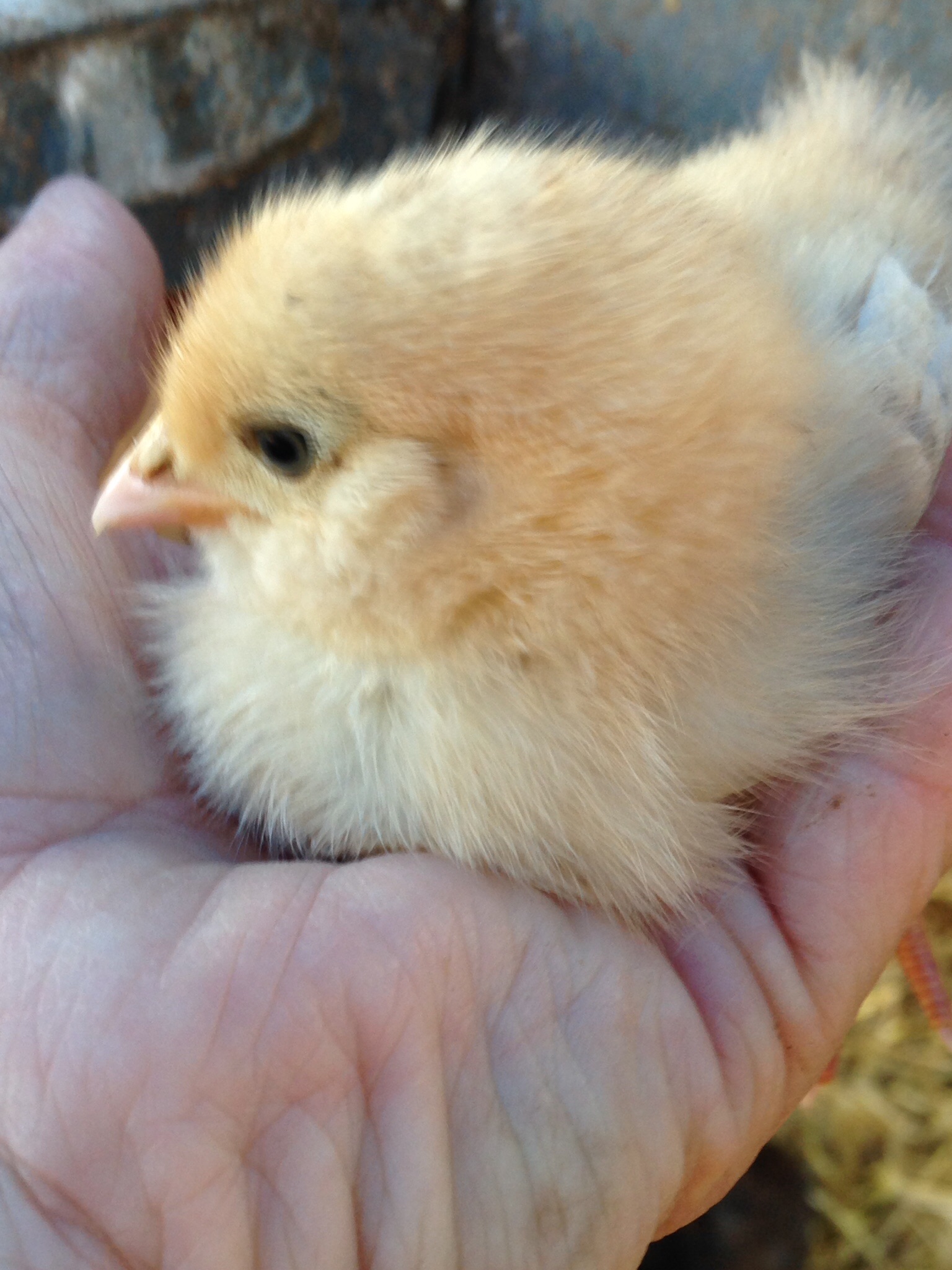 Chick #1