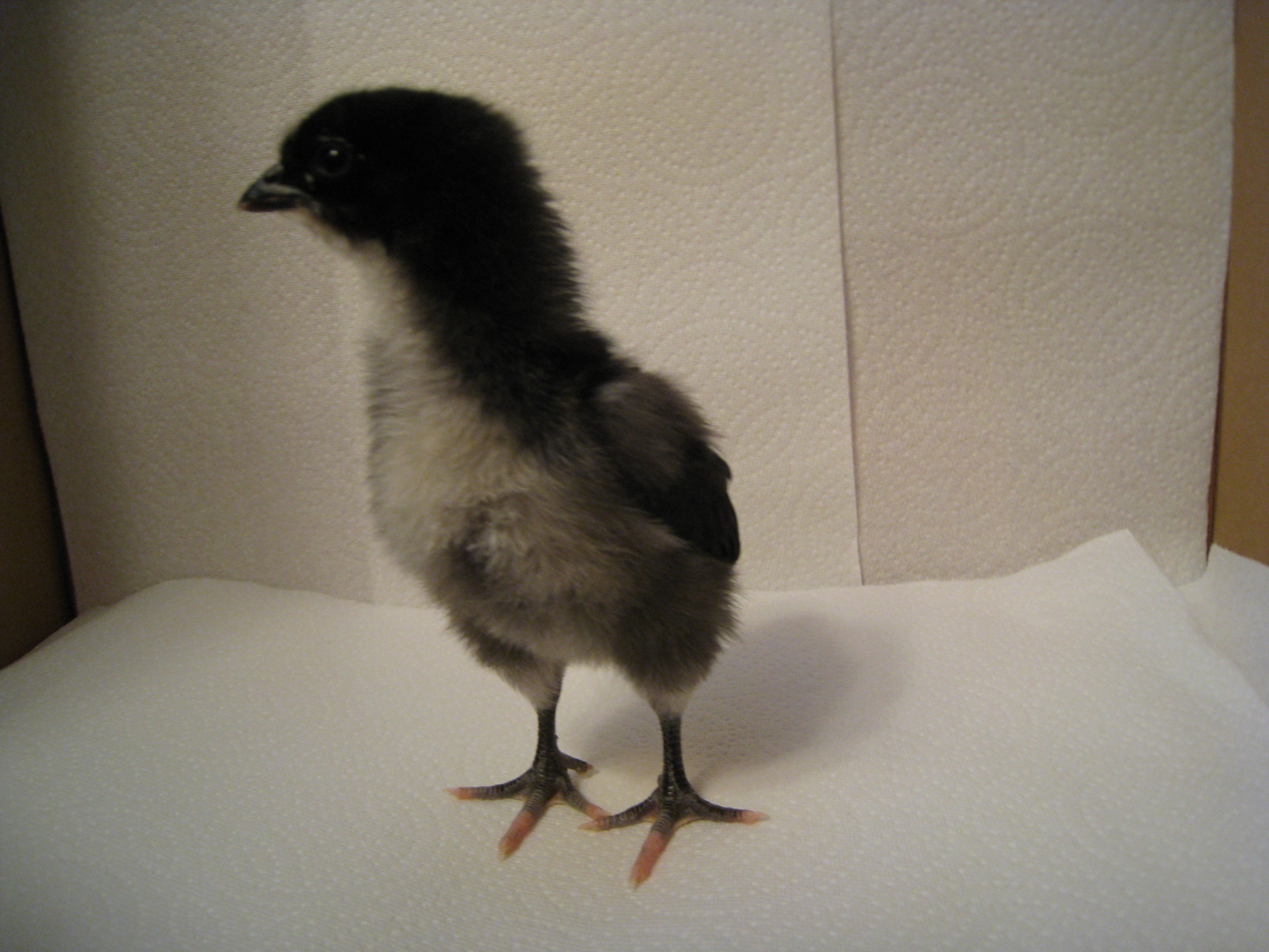 chick #2