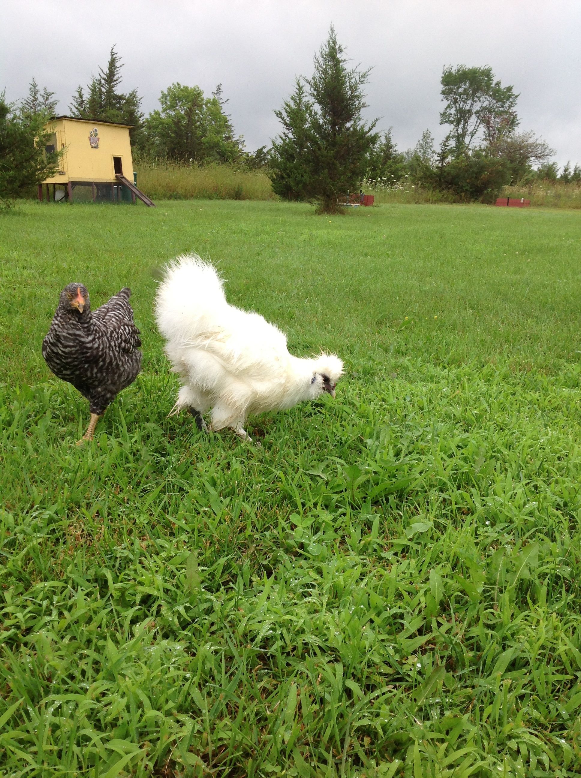 Chicken Little hen and Snowball roo - inseparable!