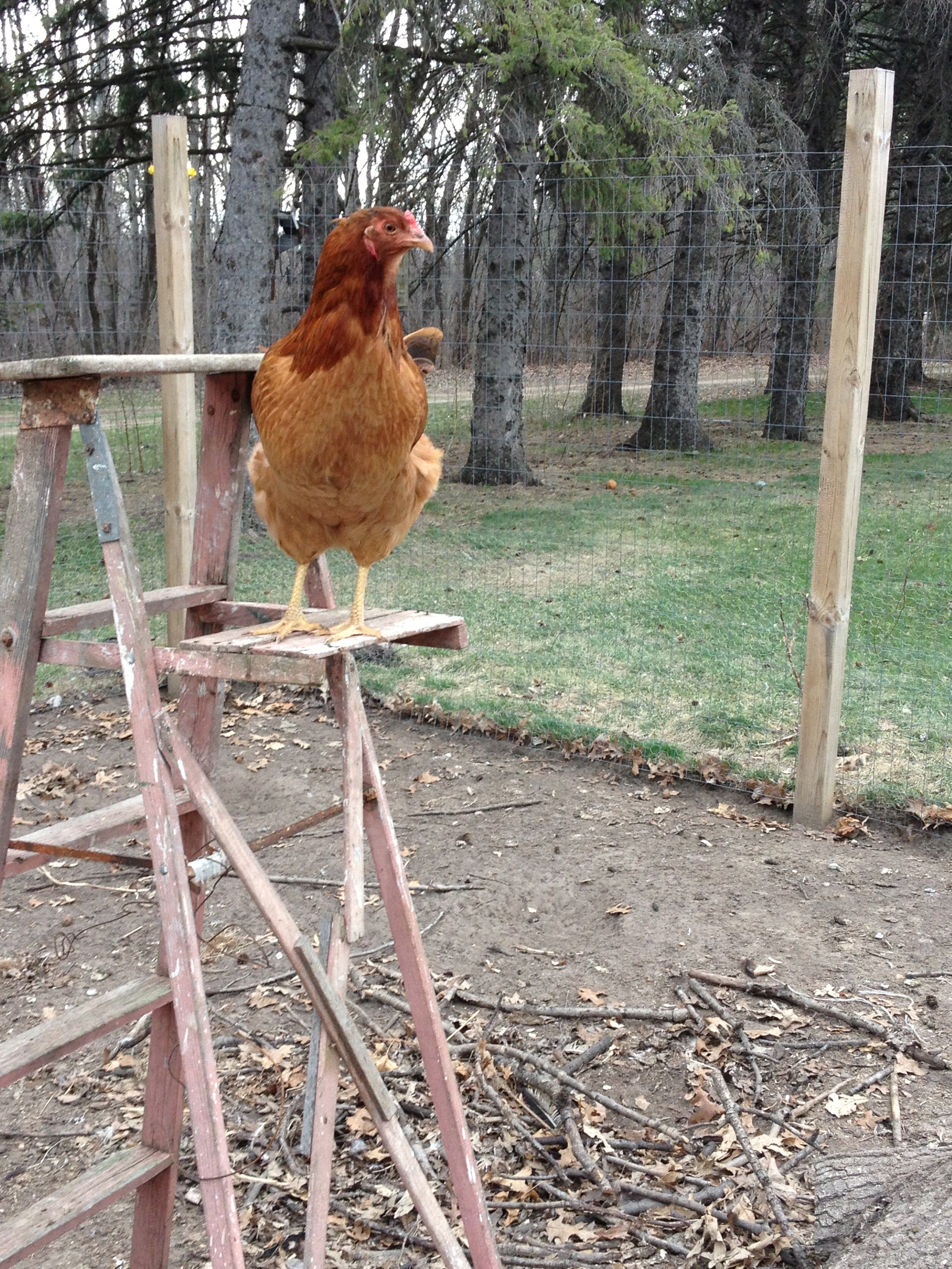 Chicken on a ladder:)