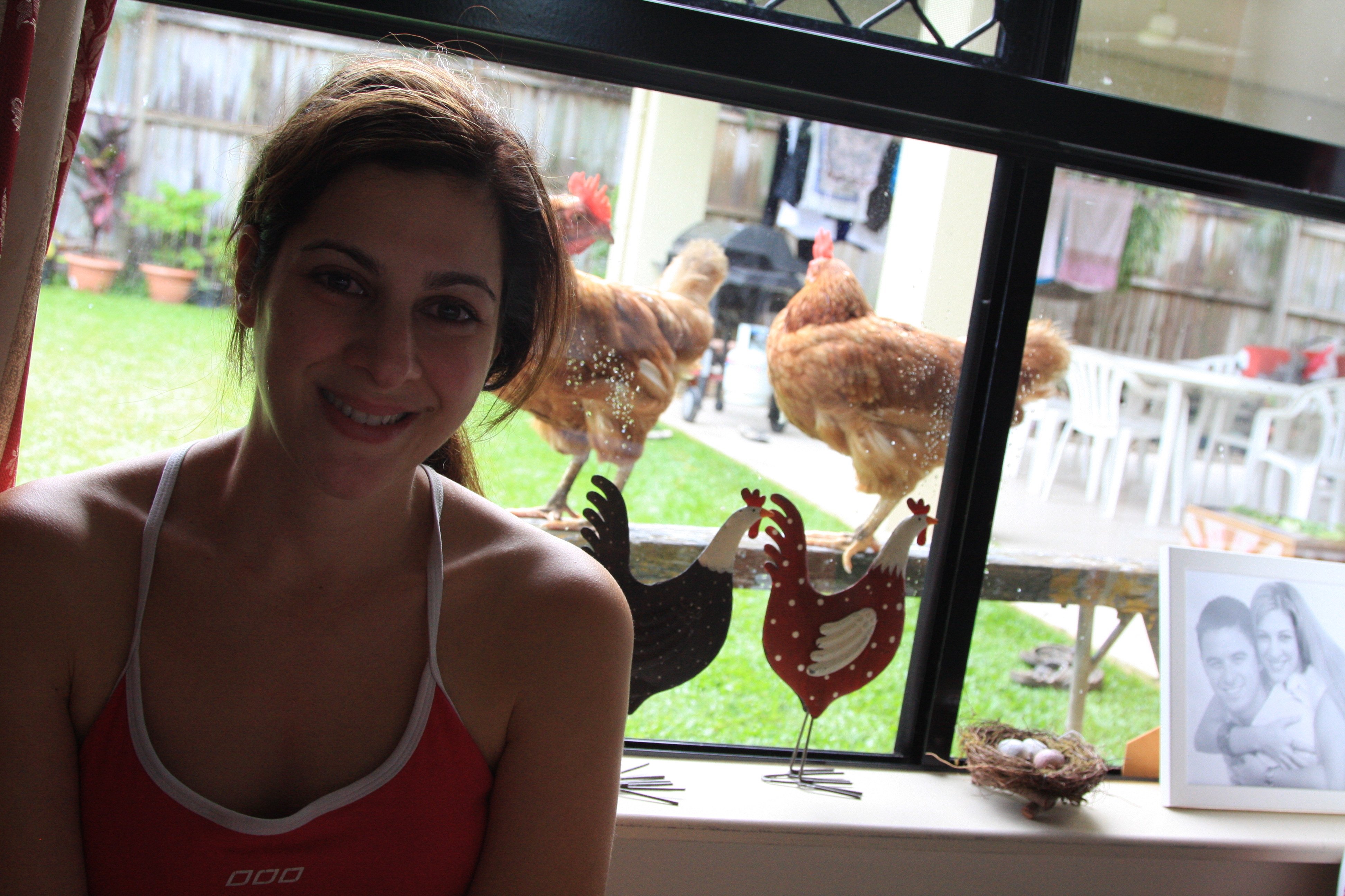 chickens and I through my bedroom window. 2014