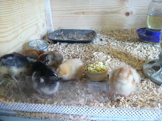 Chicks ignoring eggs