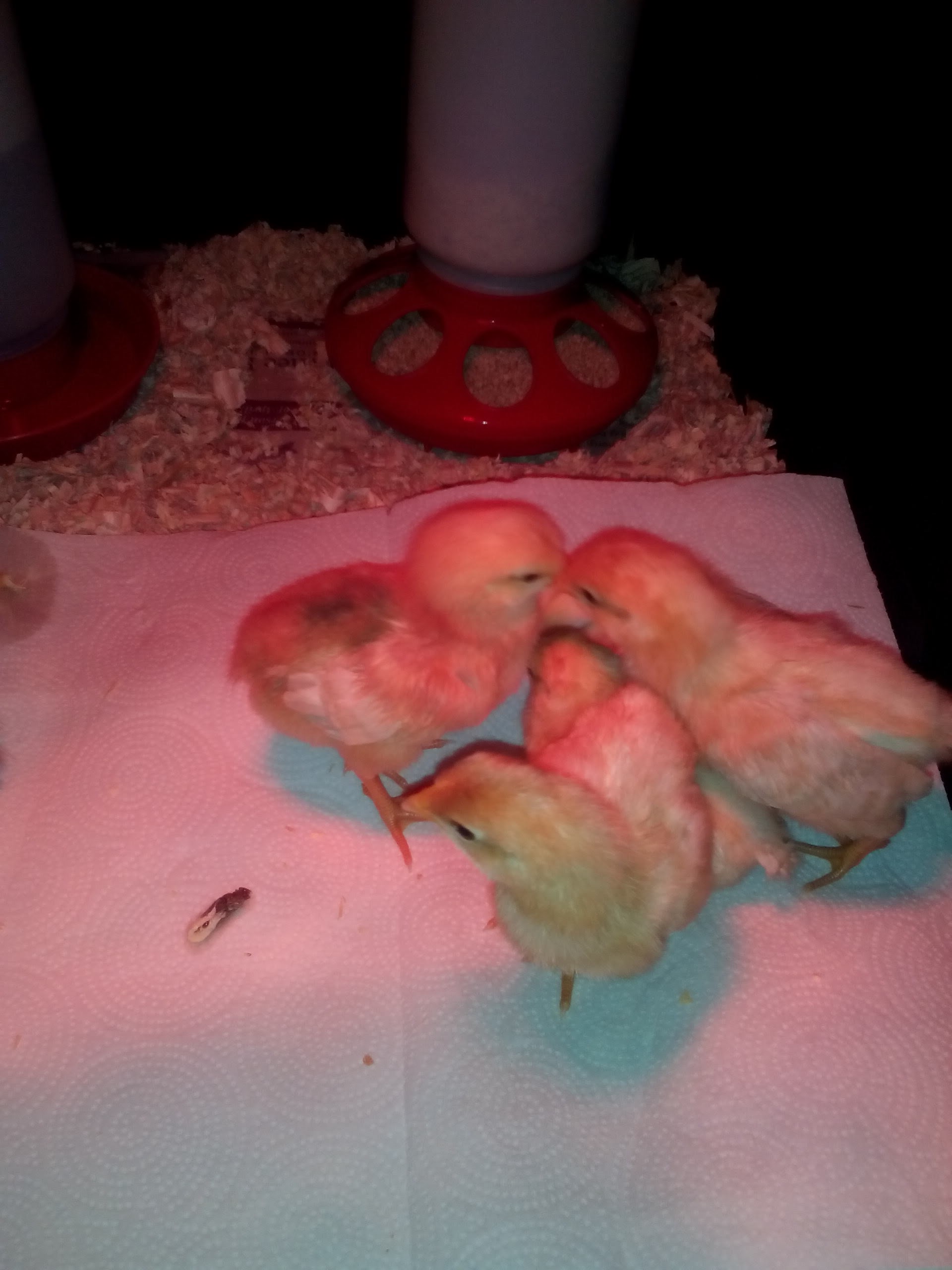 Chicks! Not sure who is who but this was their first day home. I can't believe they were this little.