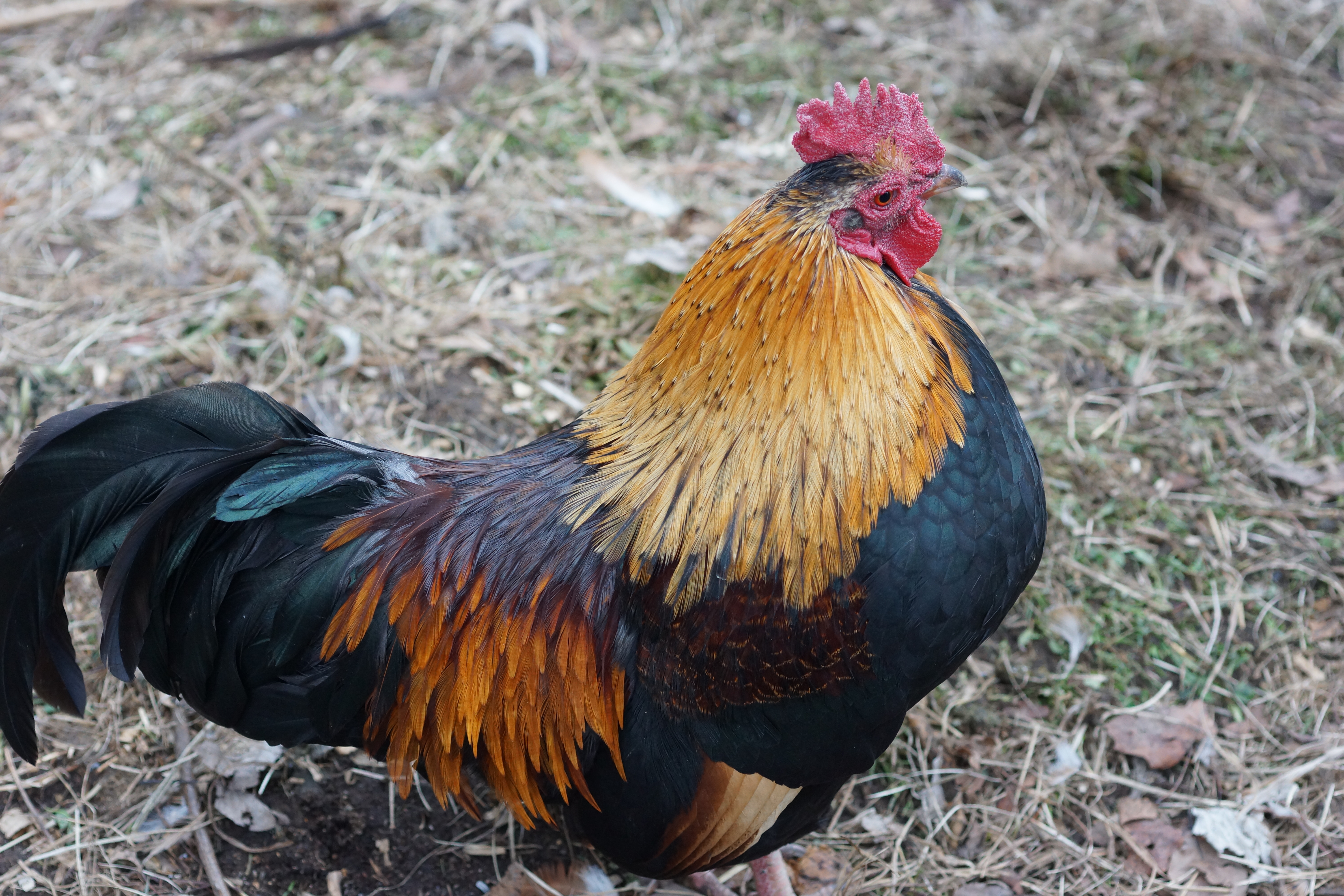 Chicky the mixed breed rooster