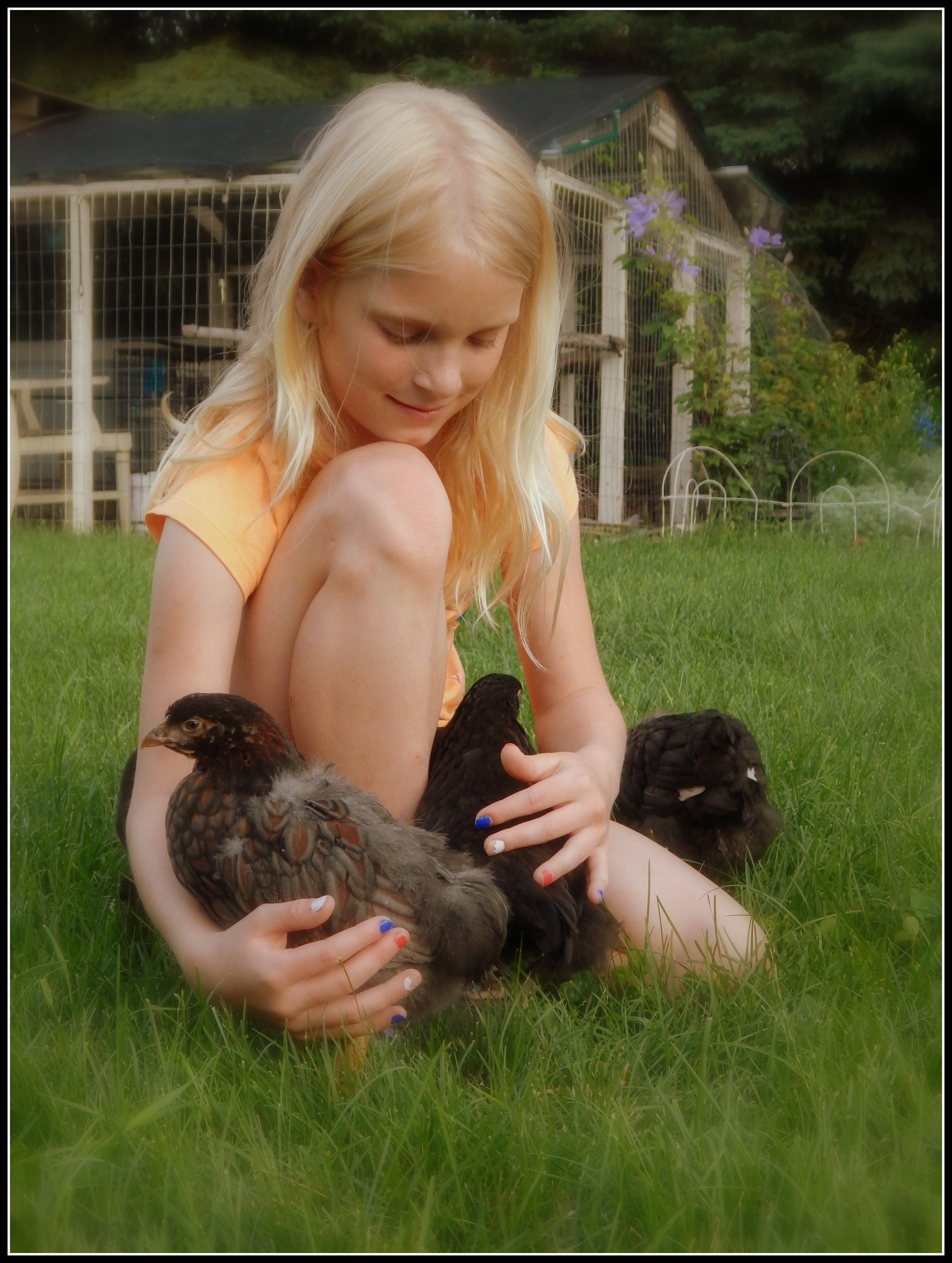 Chillin with her peeps. The Black Copper Marans is in the photo. Seems the single of her were all blurry.