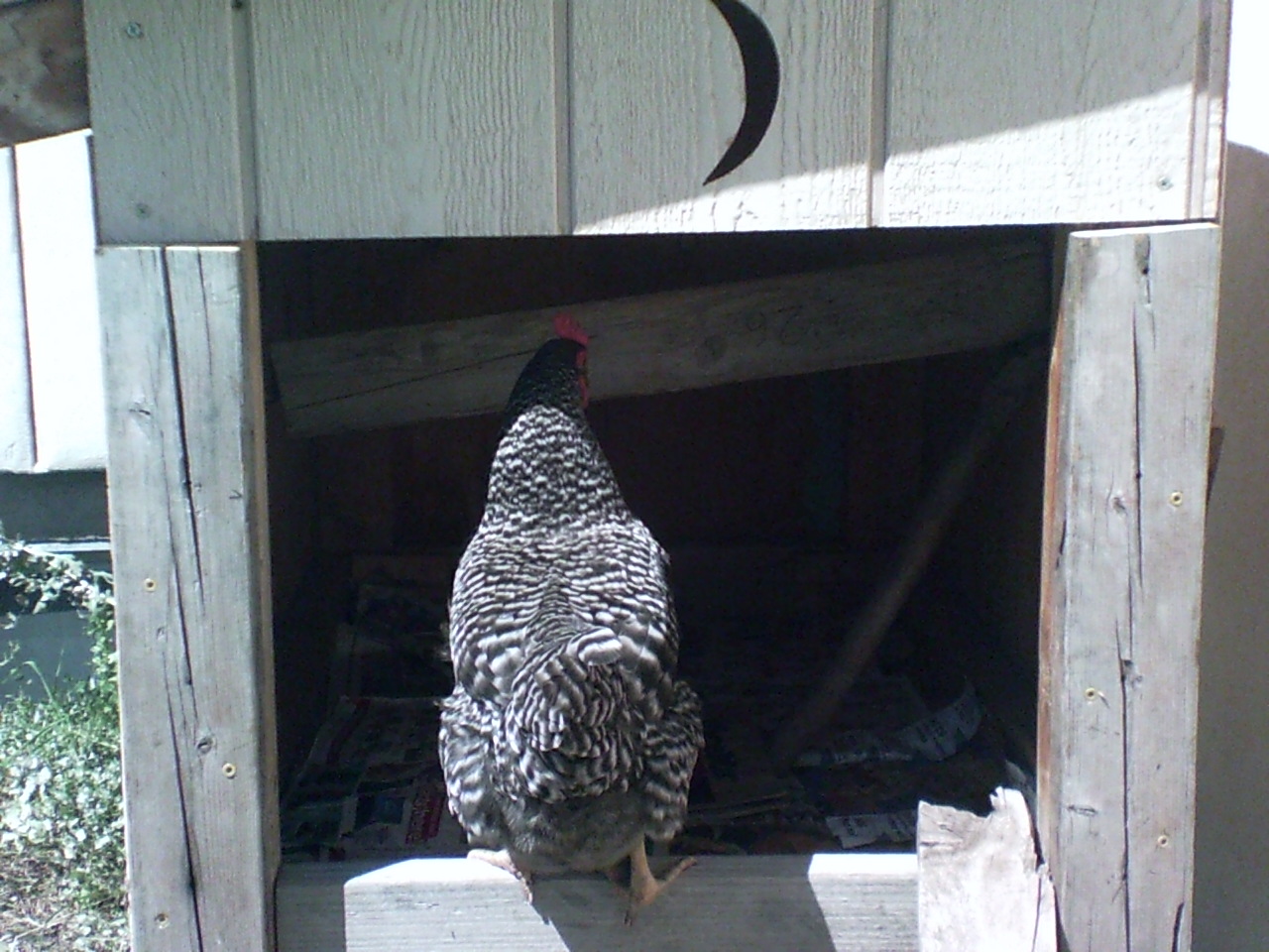 Chloe's turn to check out the new coop