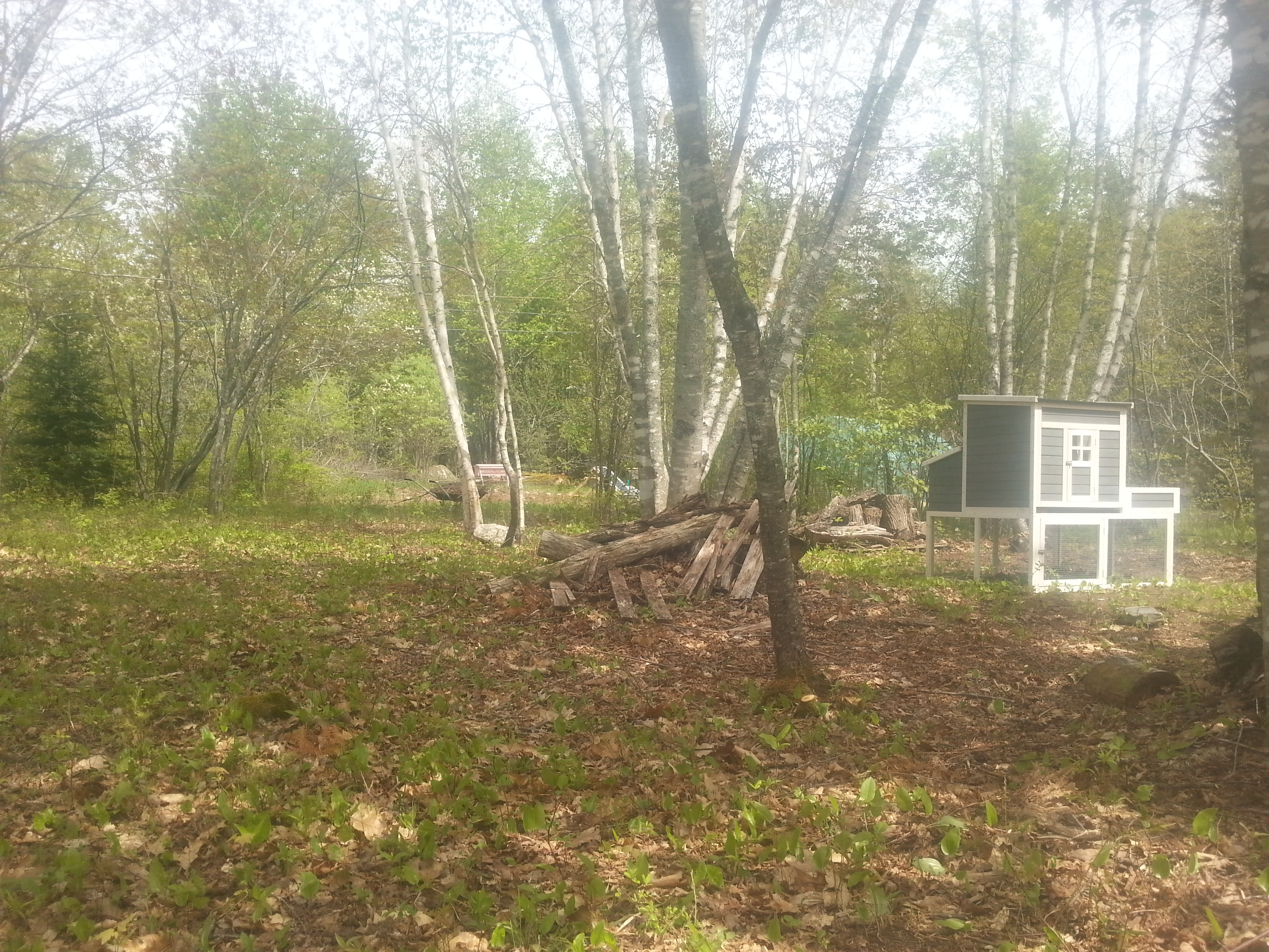 Clearing the trees, making room for our little dream farm!