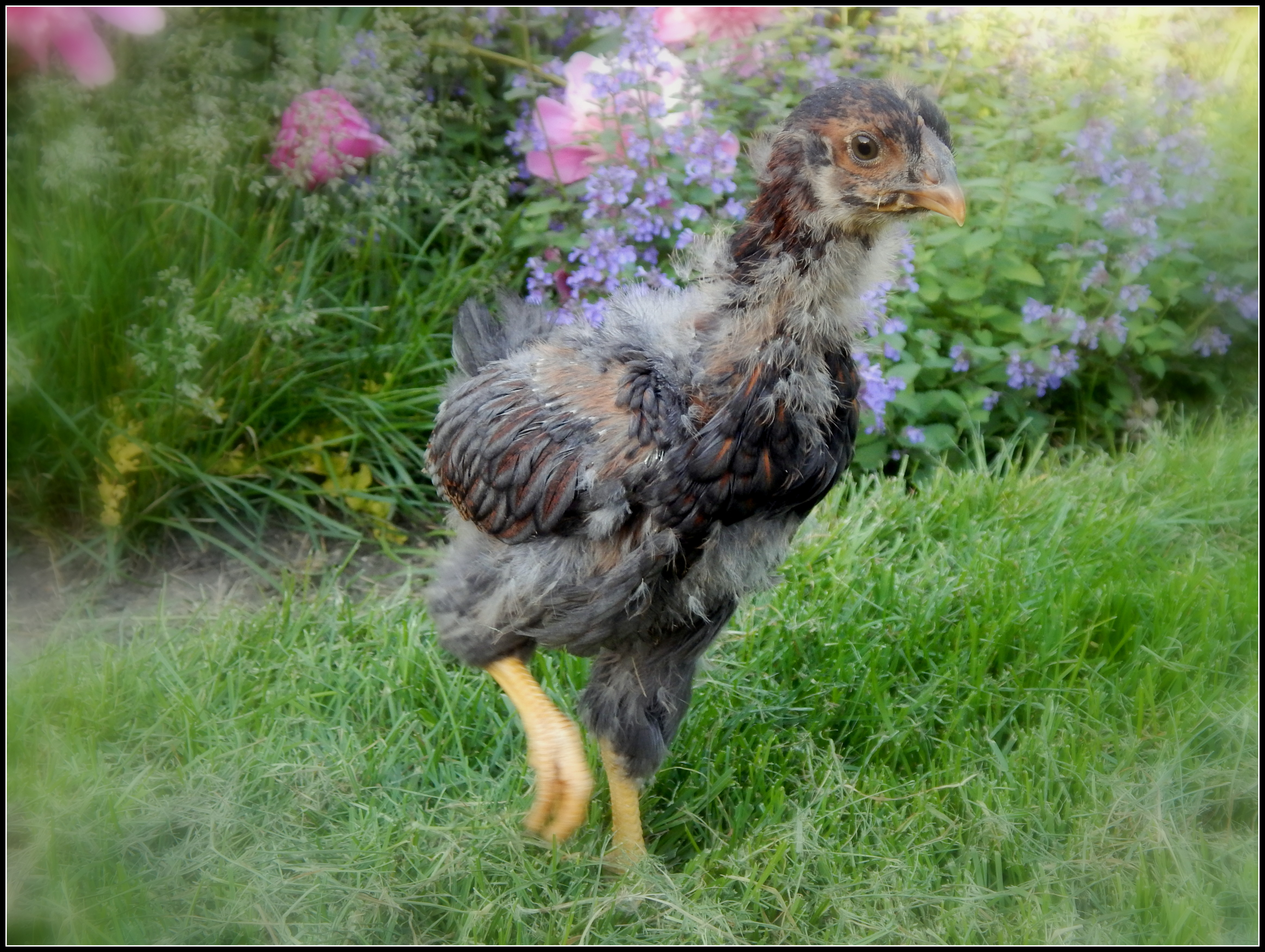"Clover", 5 week old Blue Laced Red Wyandotte