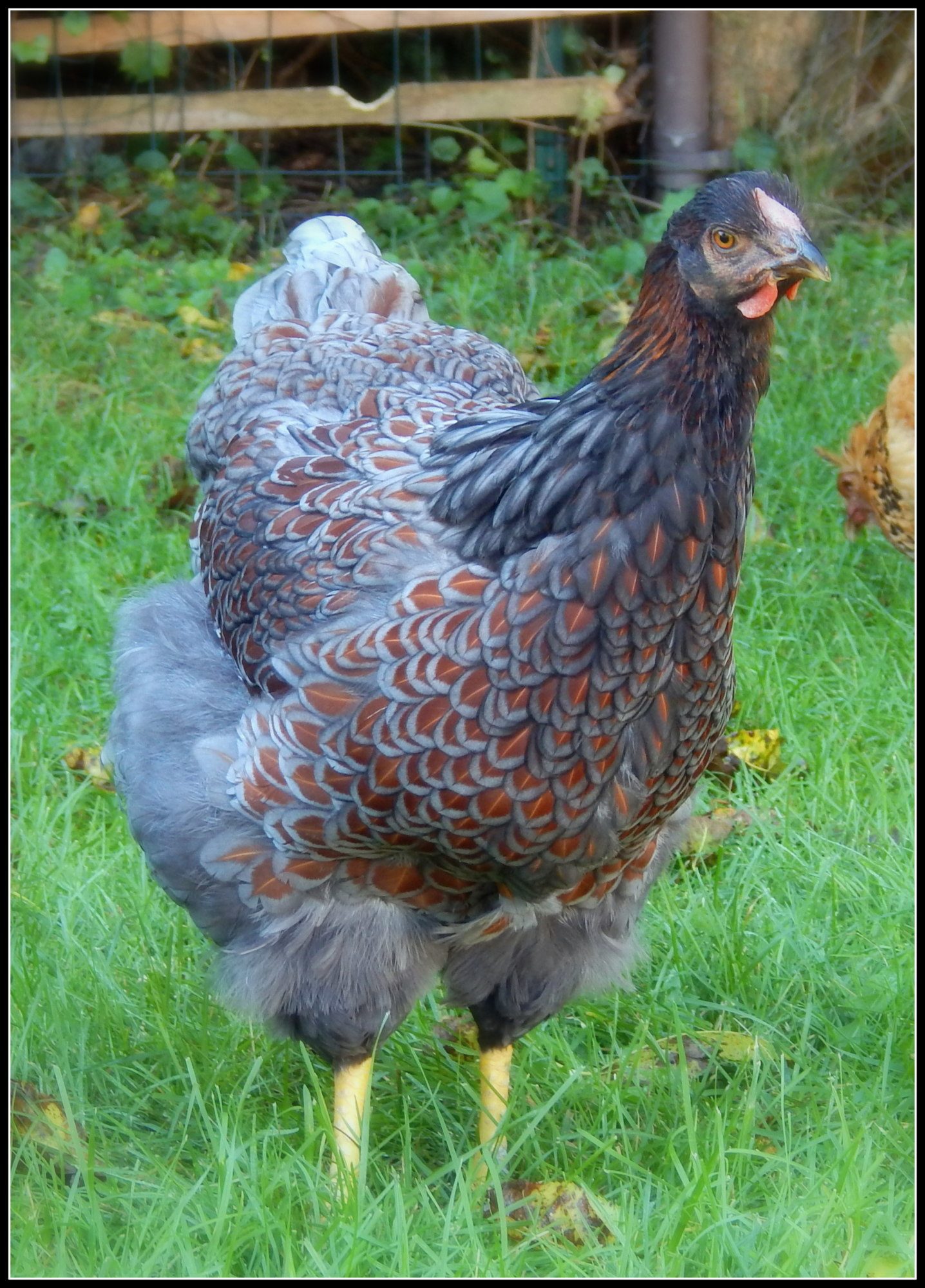 Clover, my 20 week old Blue Laced Red Wyandotte