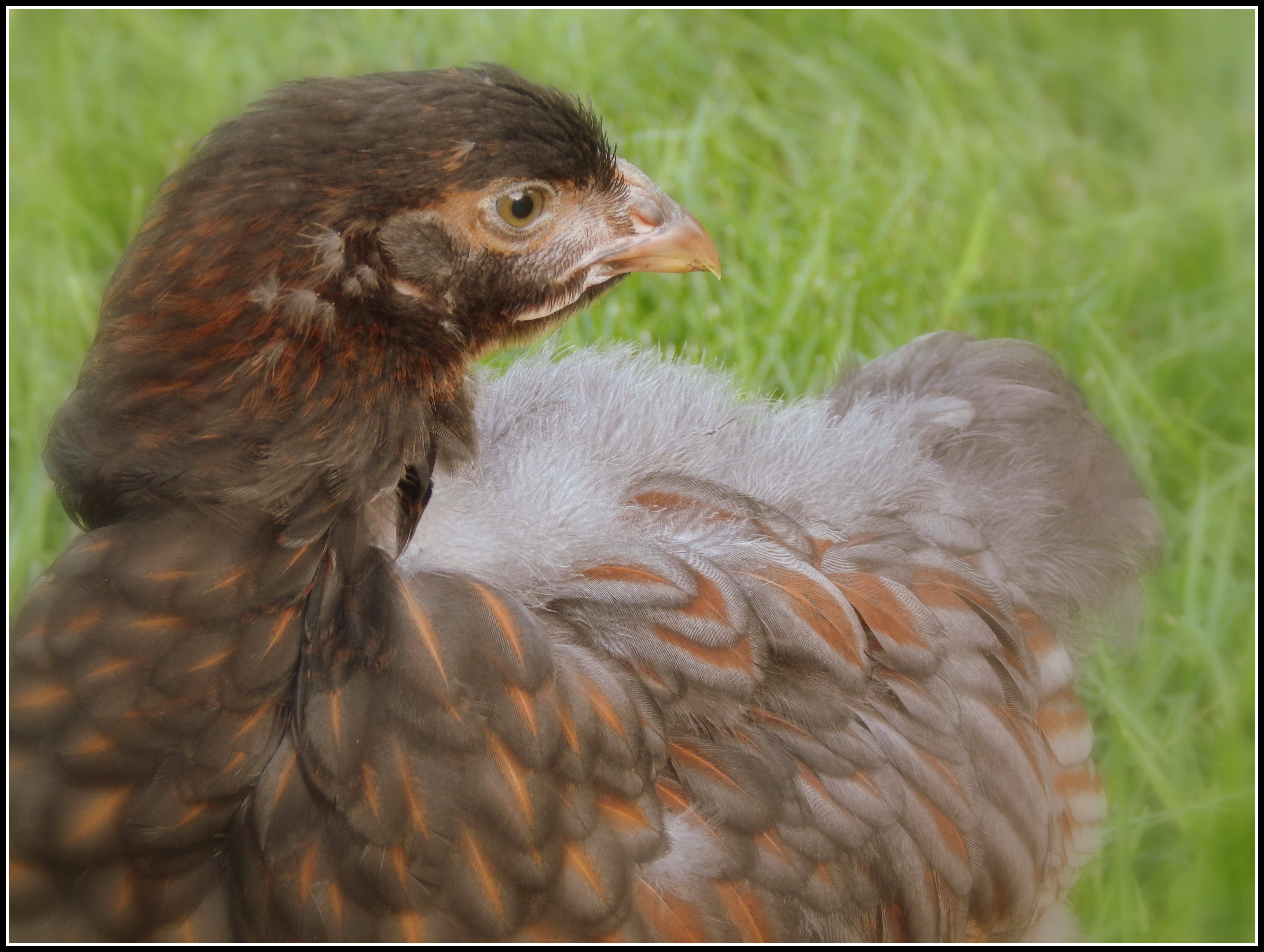 Clover my 7 week old Blue Laced Red Wyandotte...still holding on to her downy feathers like a baby with her blankie.