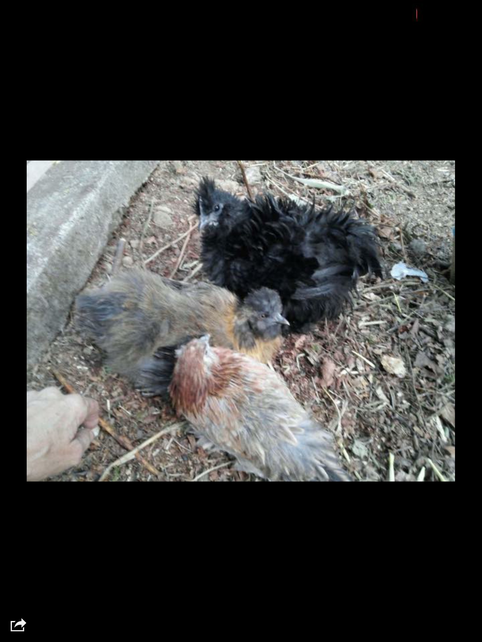 Cochin, silkie, and sizzle all huddled up together