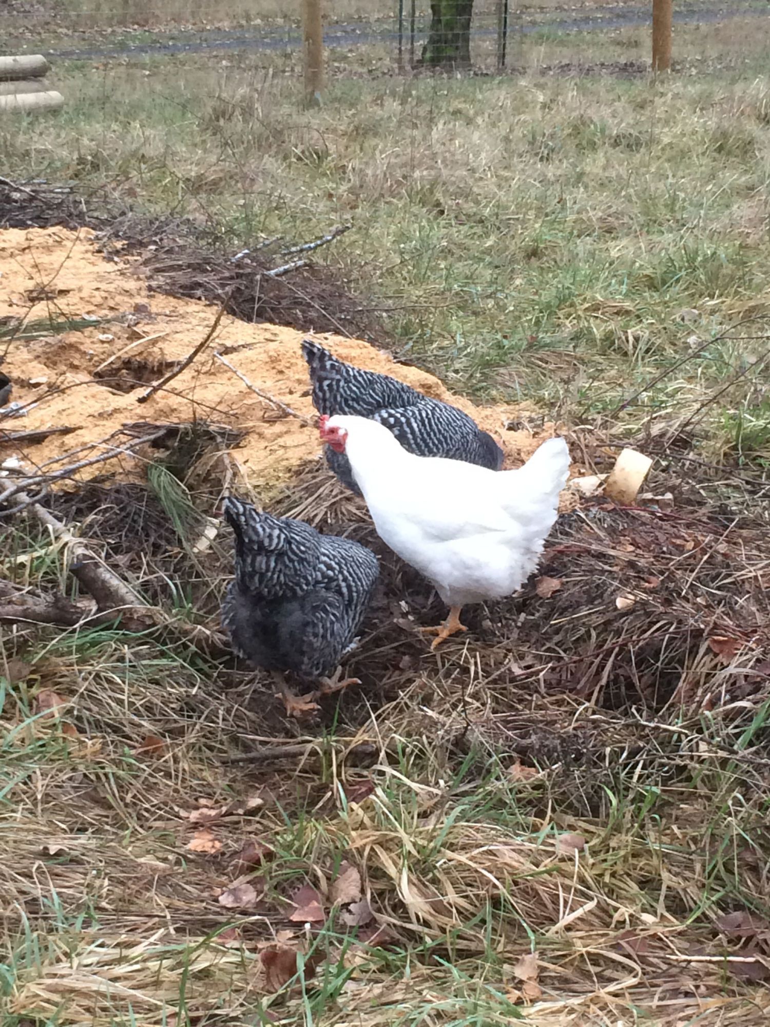 ~compost pile
~hens: You(barred rock), Ostrich(barred rock), Pee(white rock)