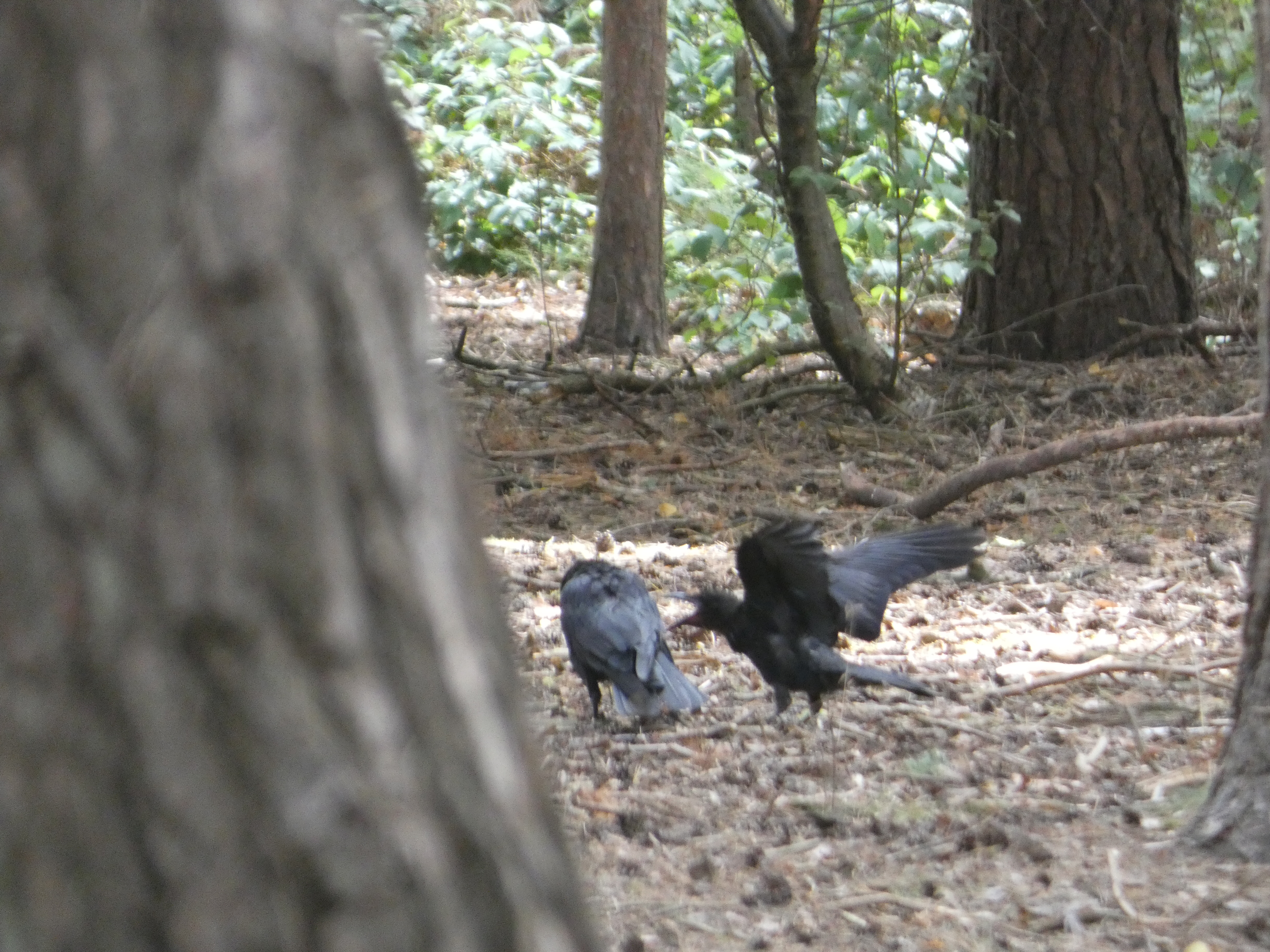 Crows arguing