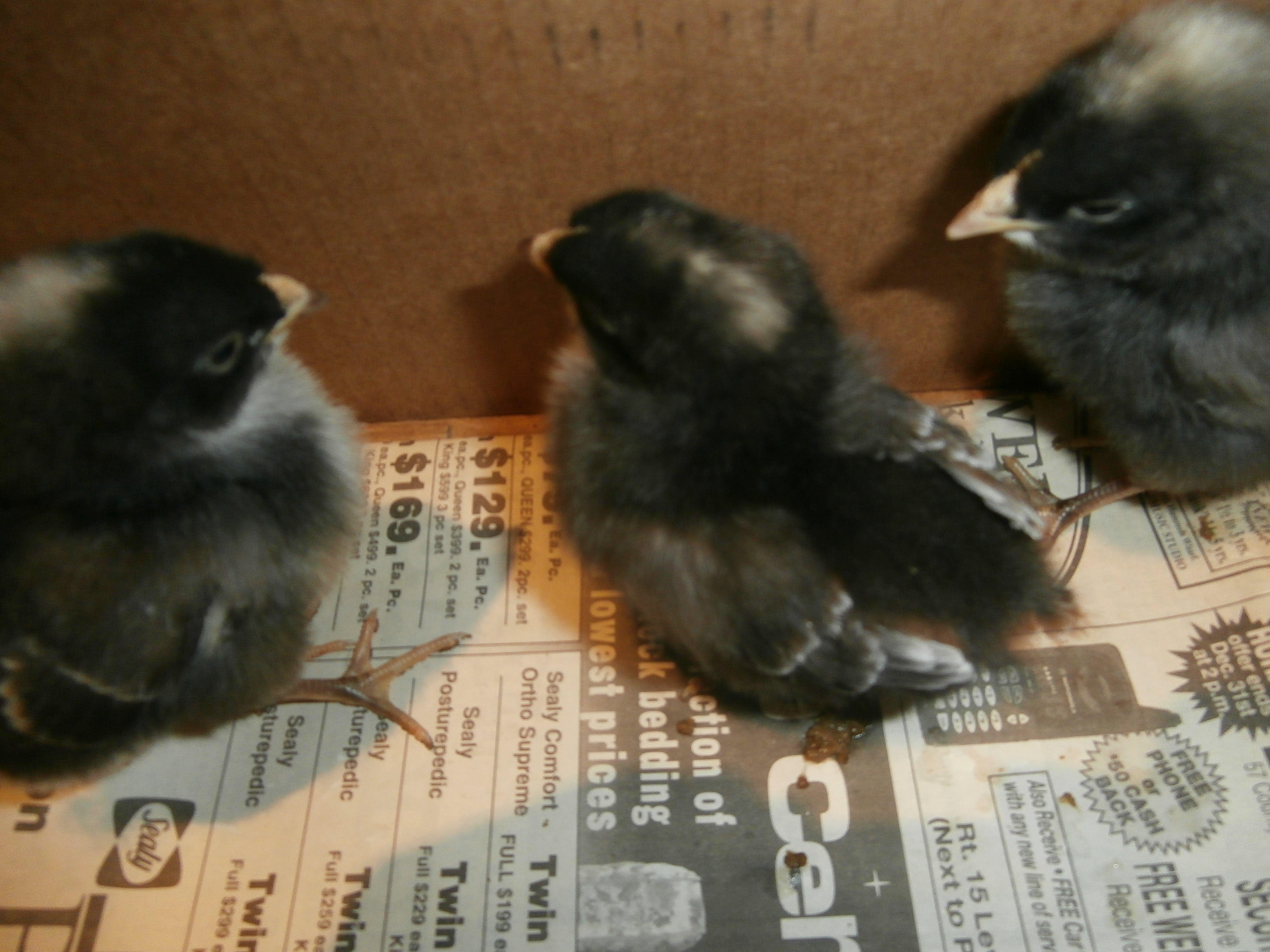 Cuckoo Marans, 7-10 days old.
