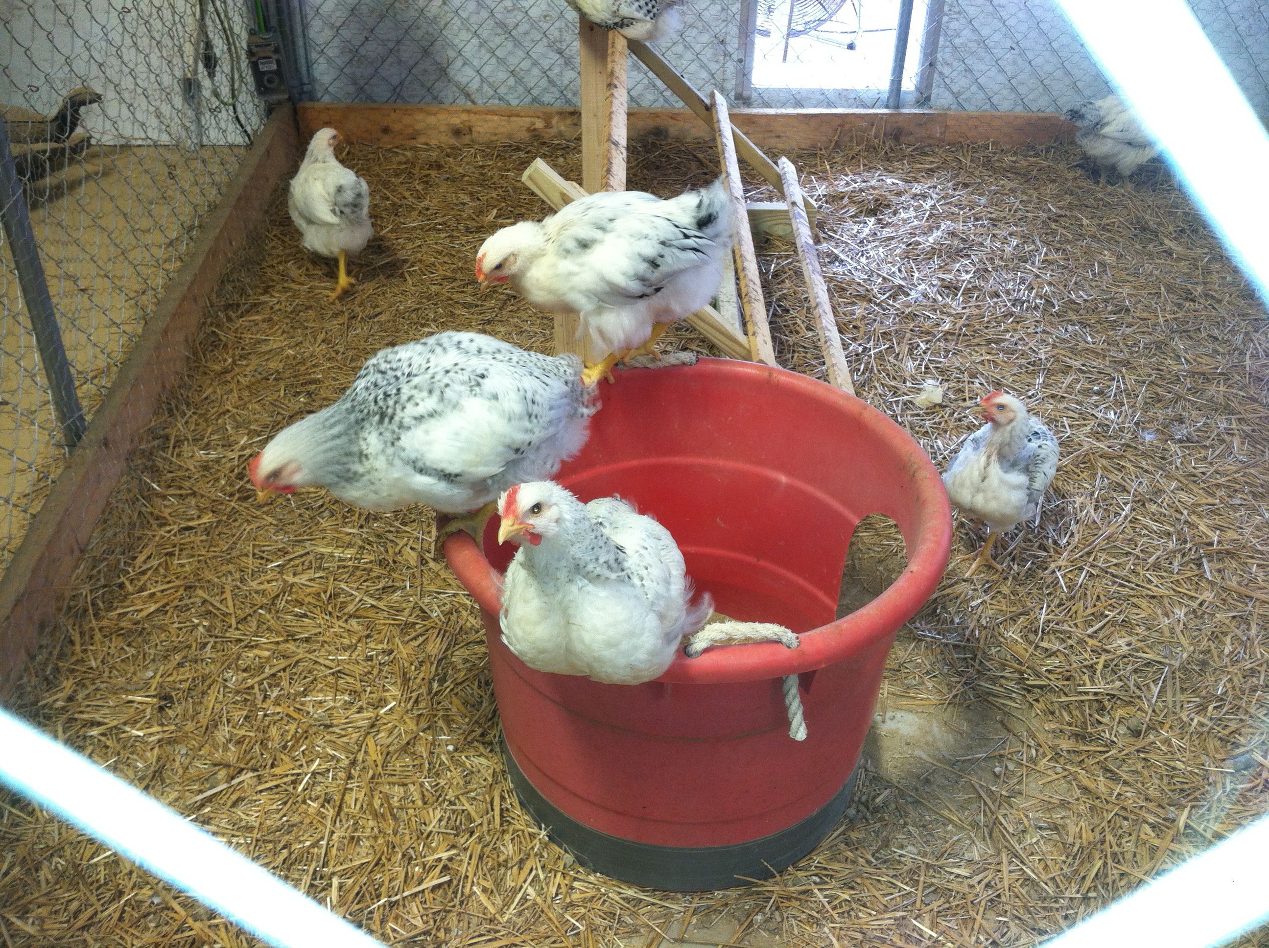 Delaware Gen 4 Chicks - 7 weeks