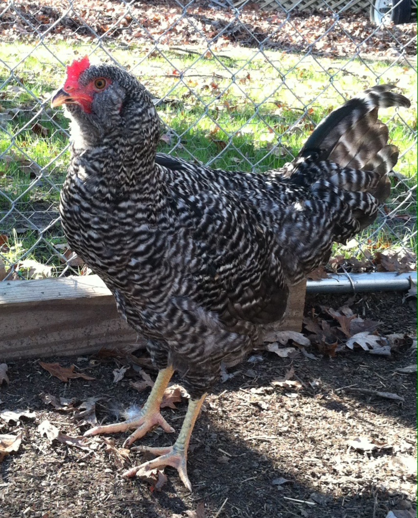 Diamond- Easter egger and Plymouth Rock mix