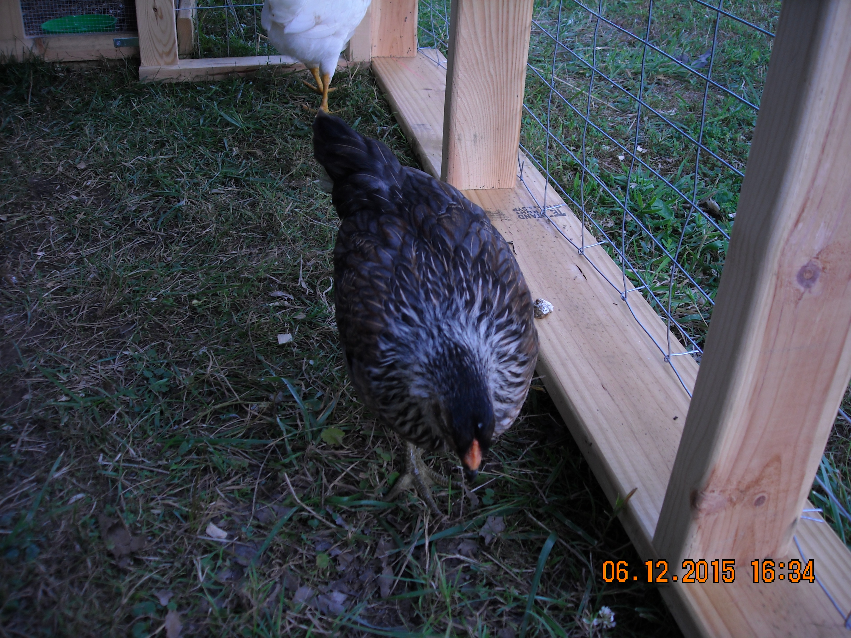 Do not know what breed of chicken? 
She Has green legs. the guy at the feedstore told me she will lay green eggs.