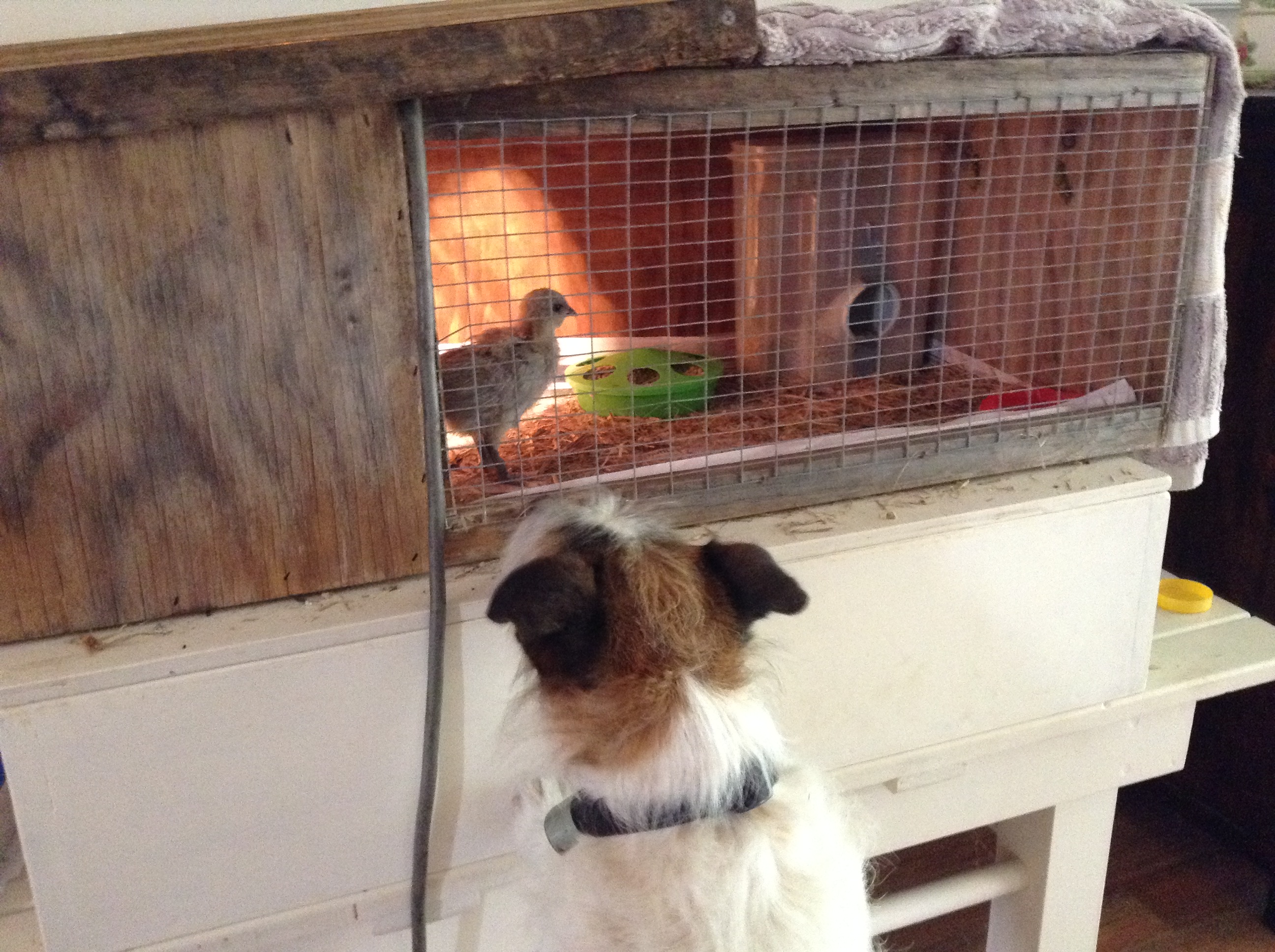 Dog meets Chick